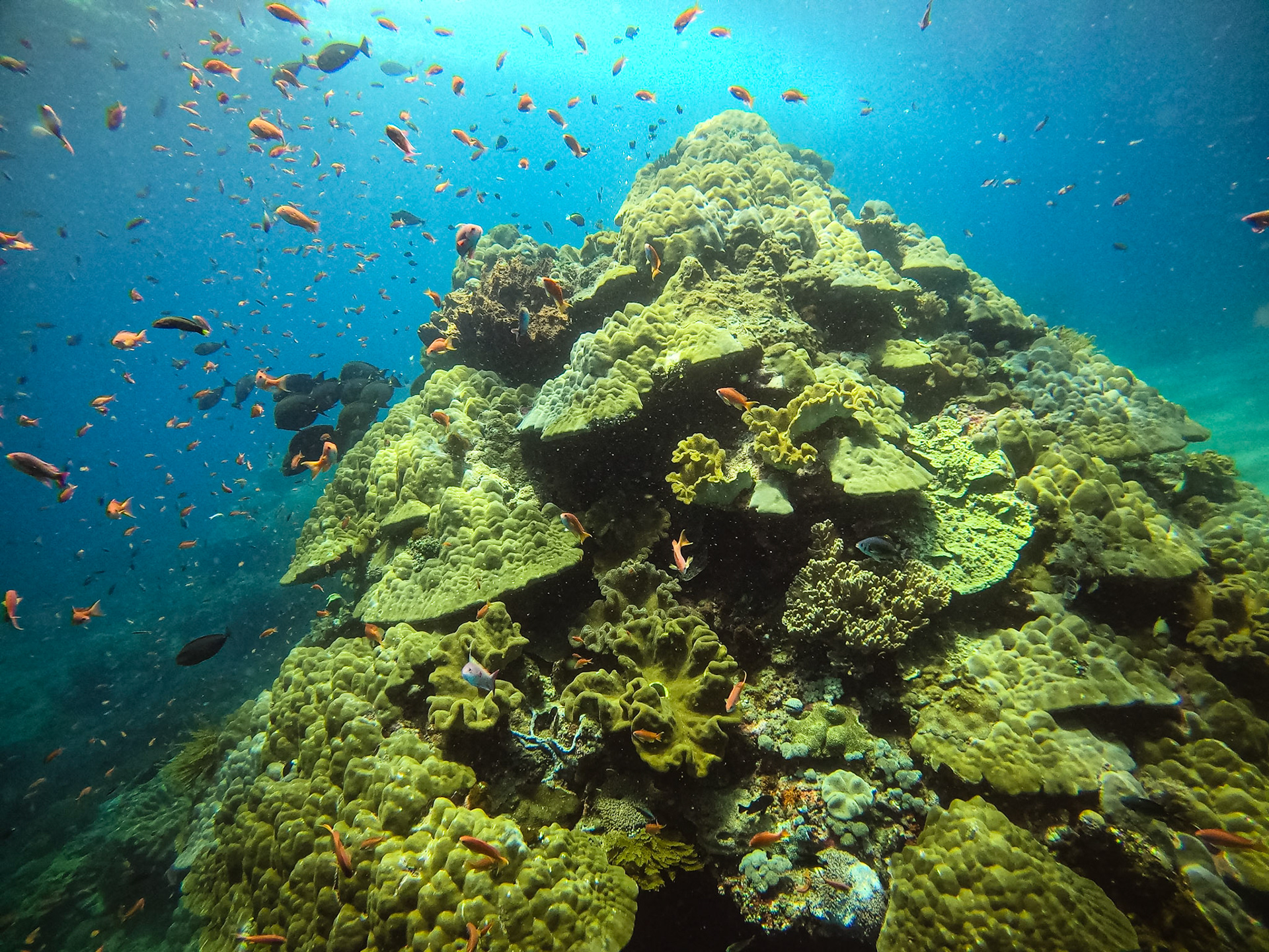 Mustard Hill Coral at Crystal Bay