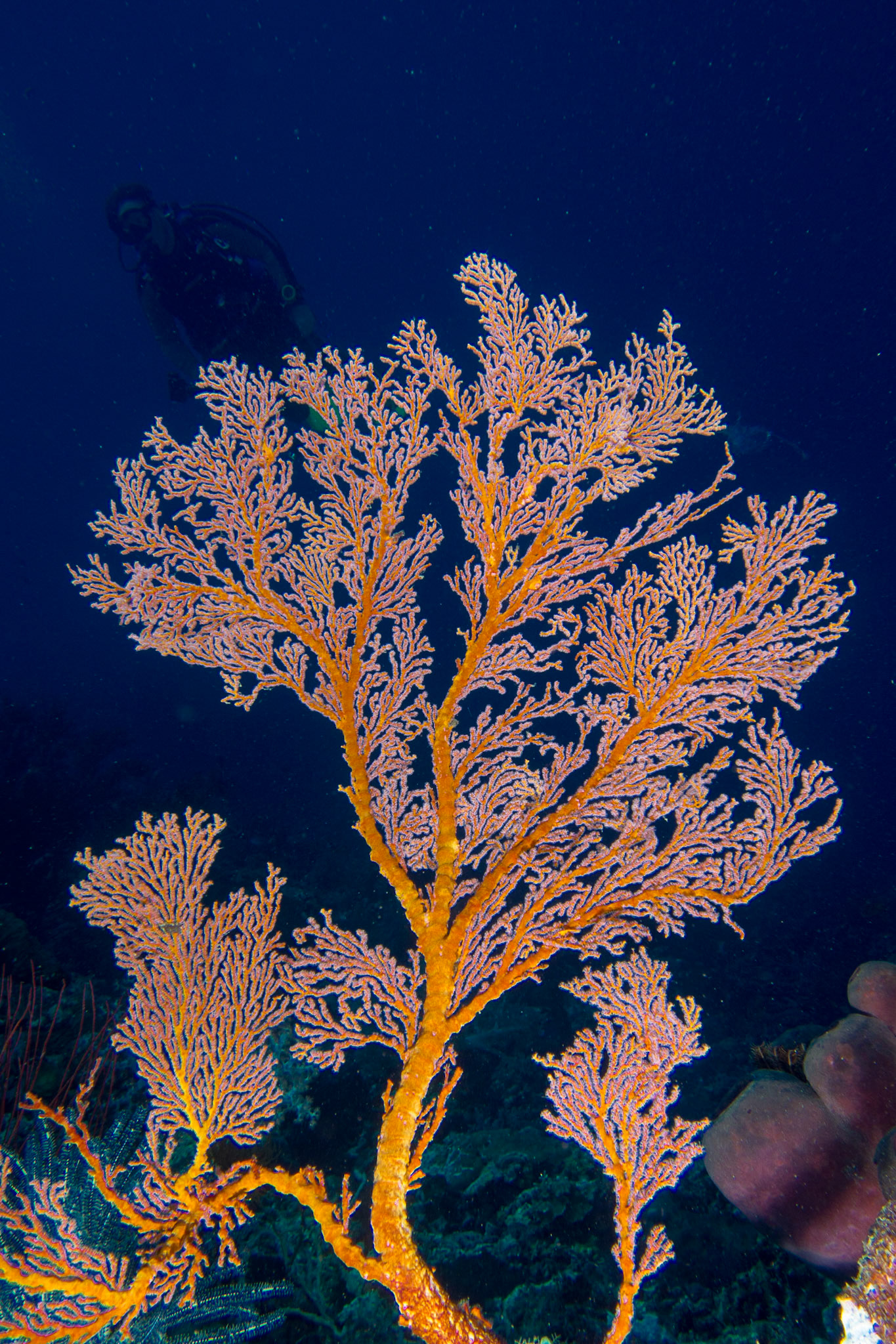Sea Fans