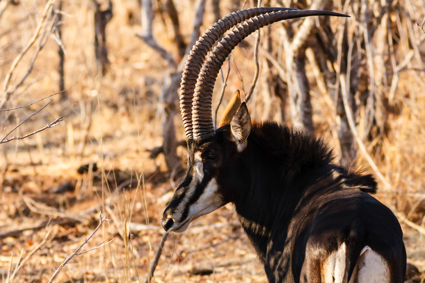 Sable Antelope