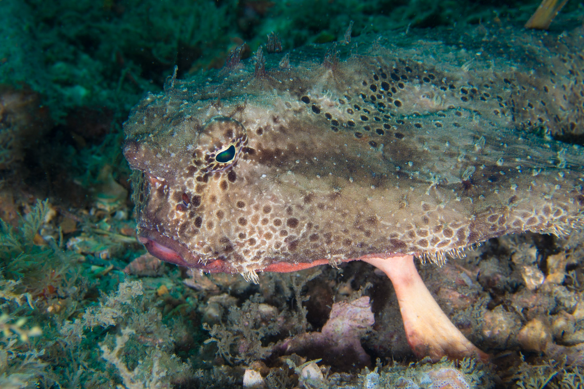 Polka-dot Batfish