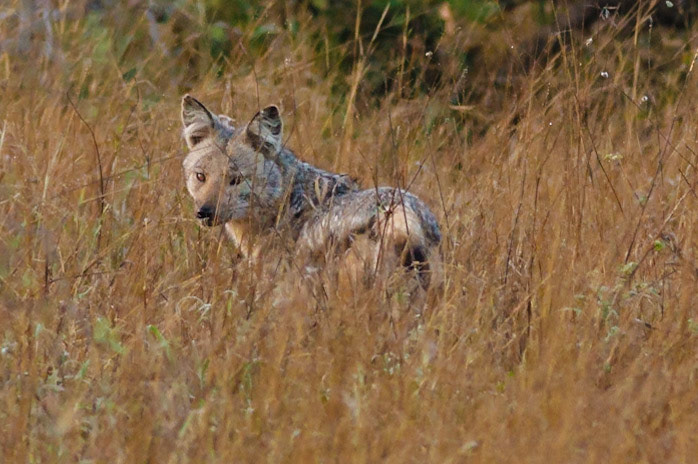 Side-striped Jackal