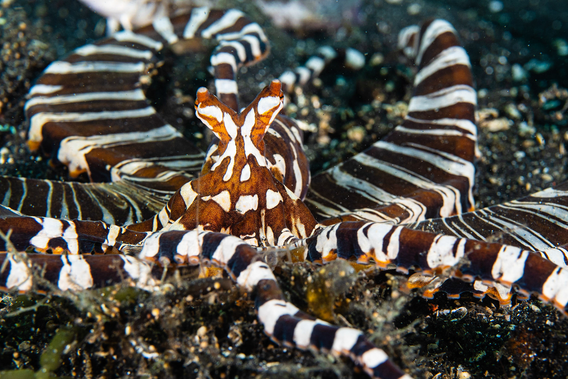 Wunderpus