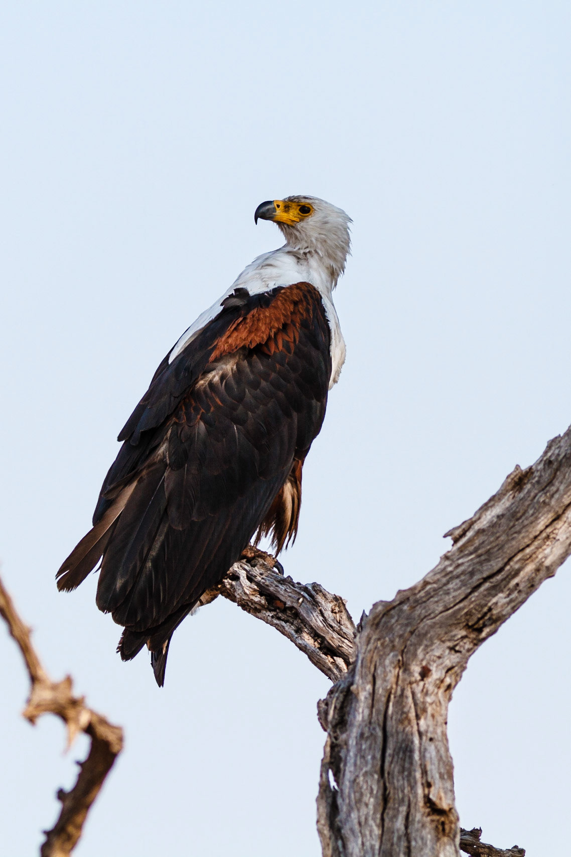 African Fish Eagle