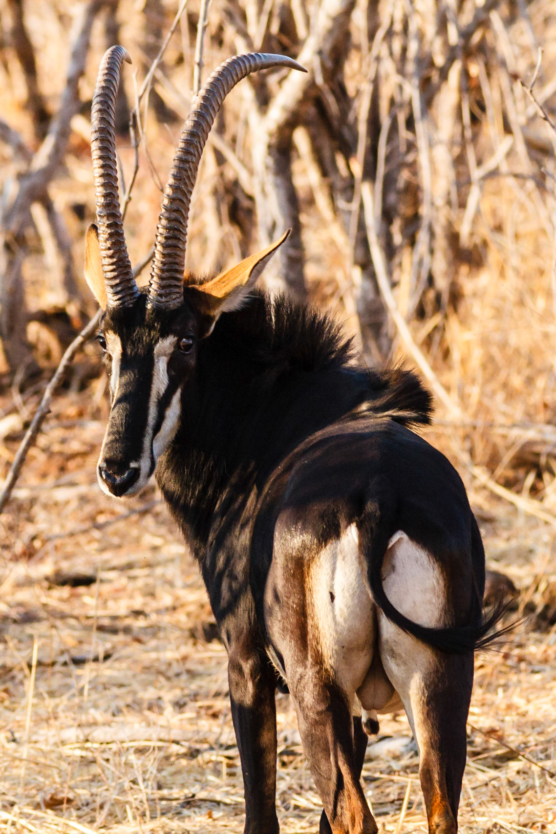 Sable Antelope