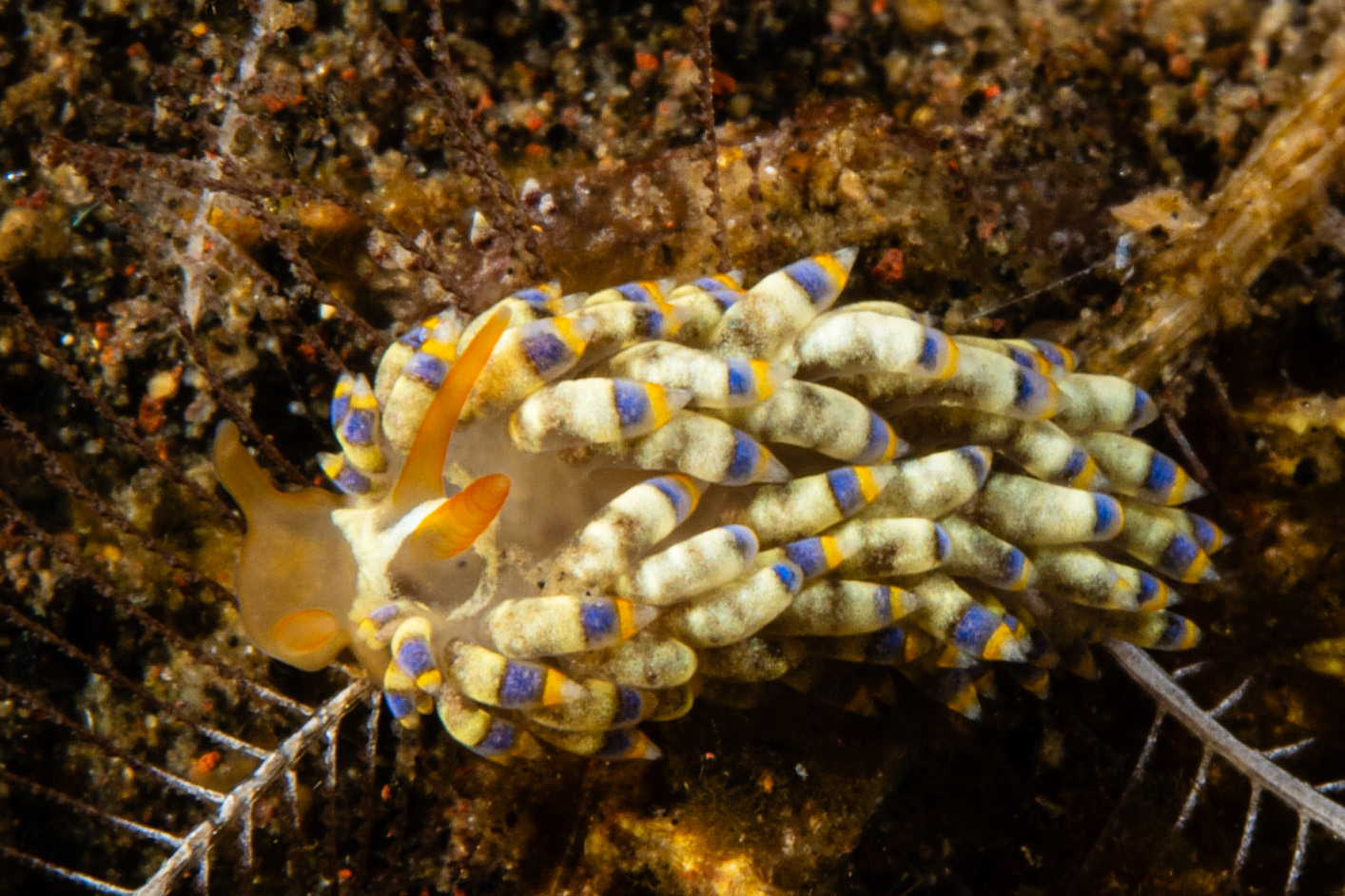 Trinchesia sp. (Ringed Trinchesia)