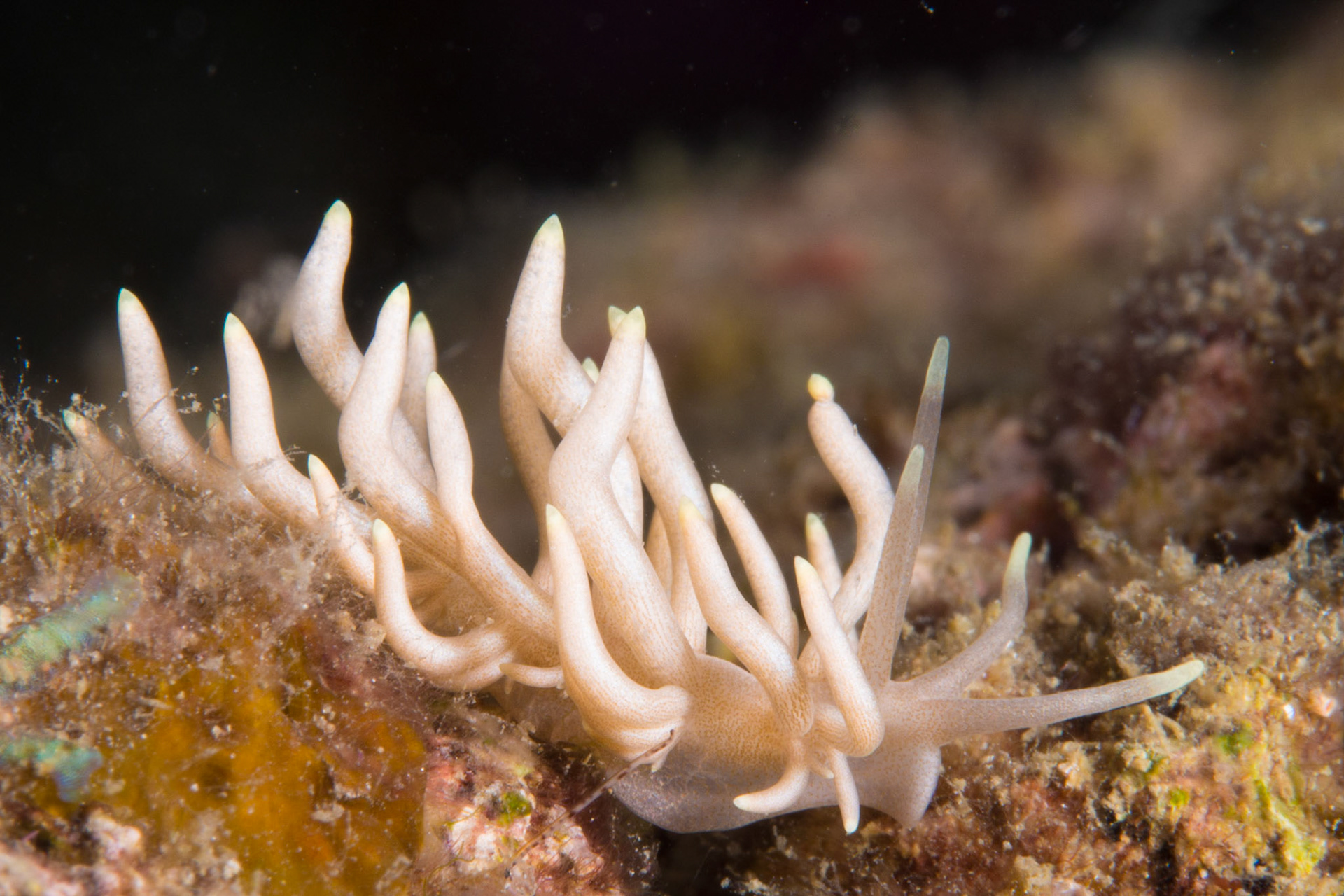 Phyllodesmium briareum