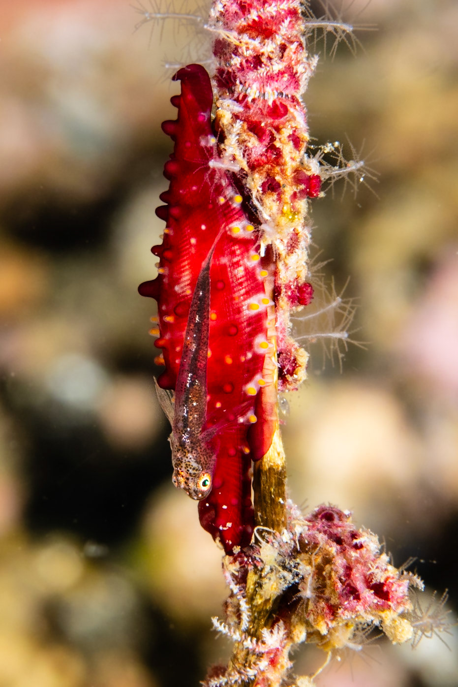 Common Ghostgoby and Rosy Spindle Cowrie