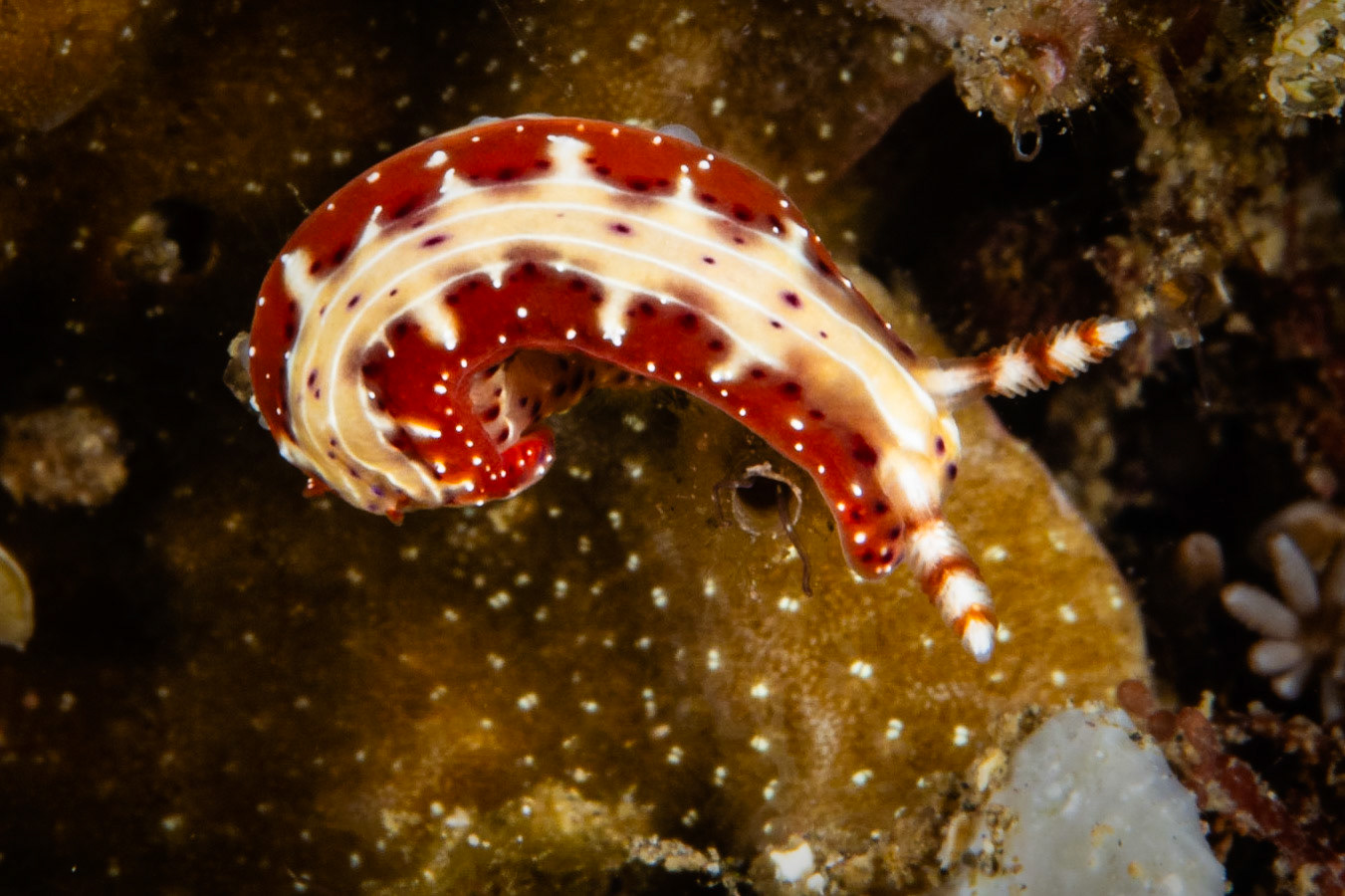 Hypselodoris decorata