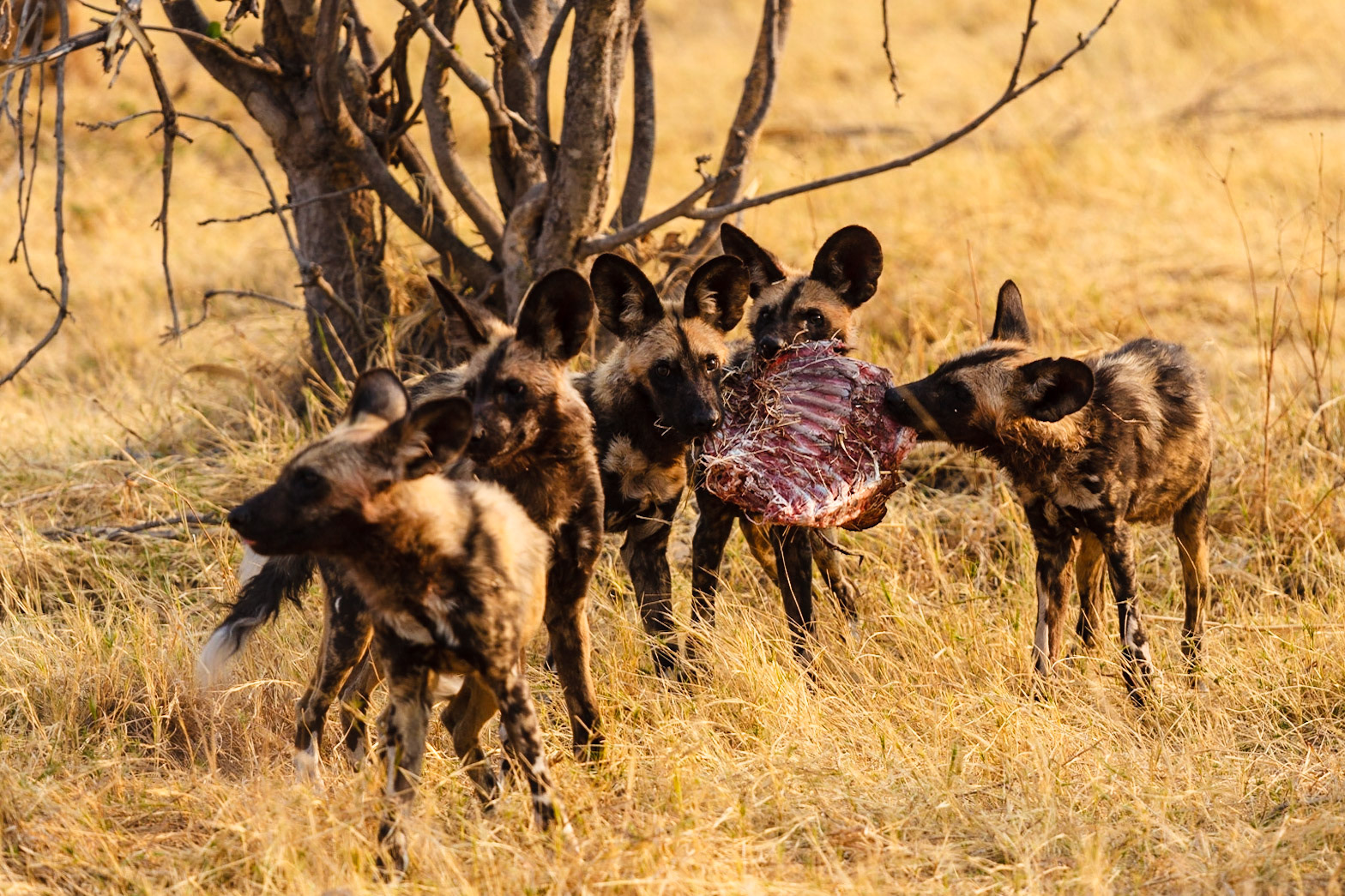 Wild Dogs