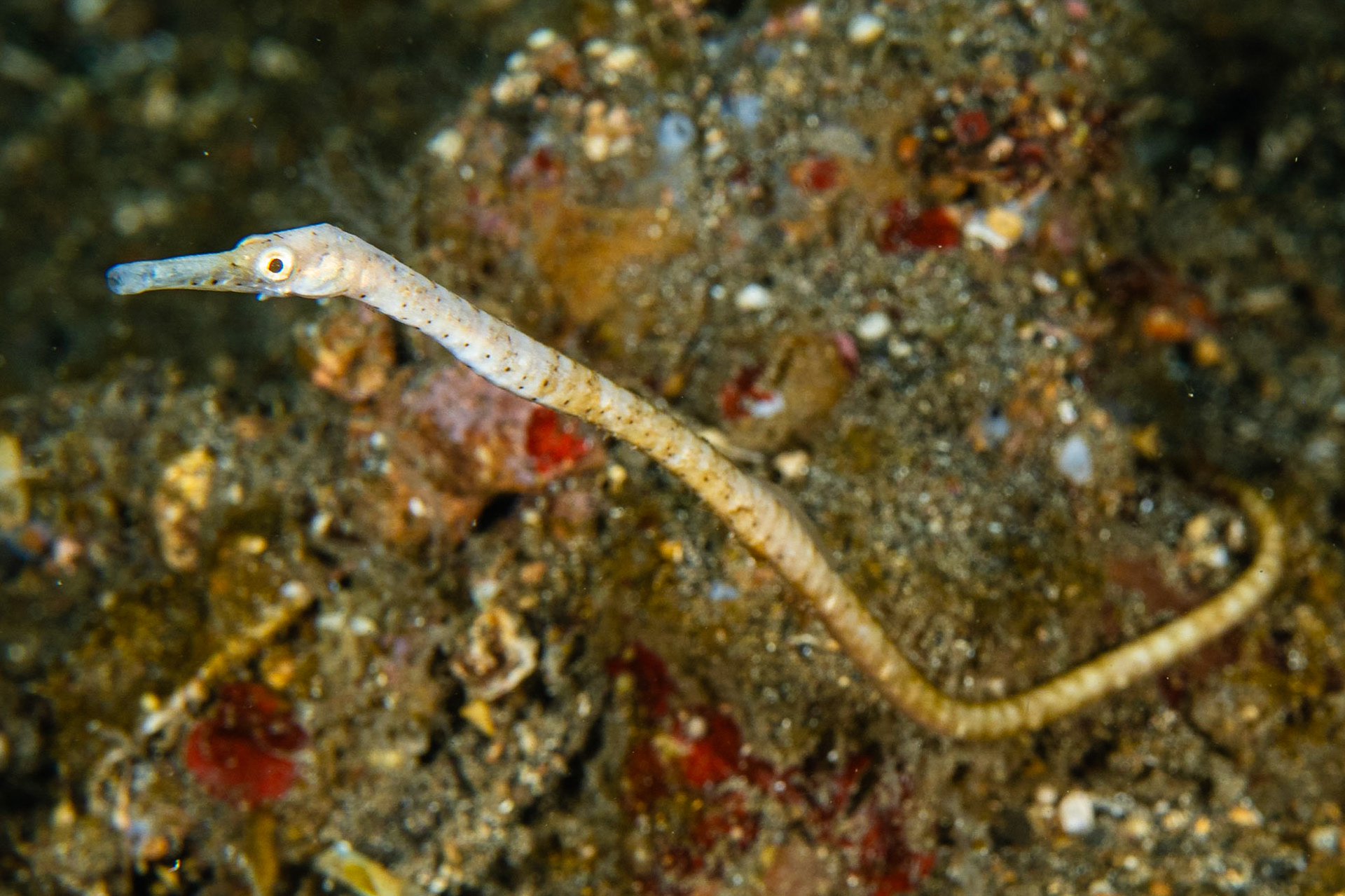 Short-tailed Pipefish