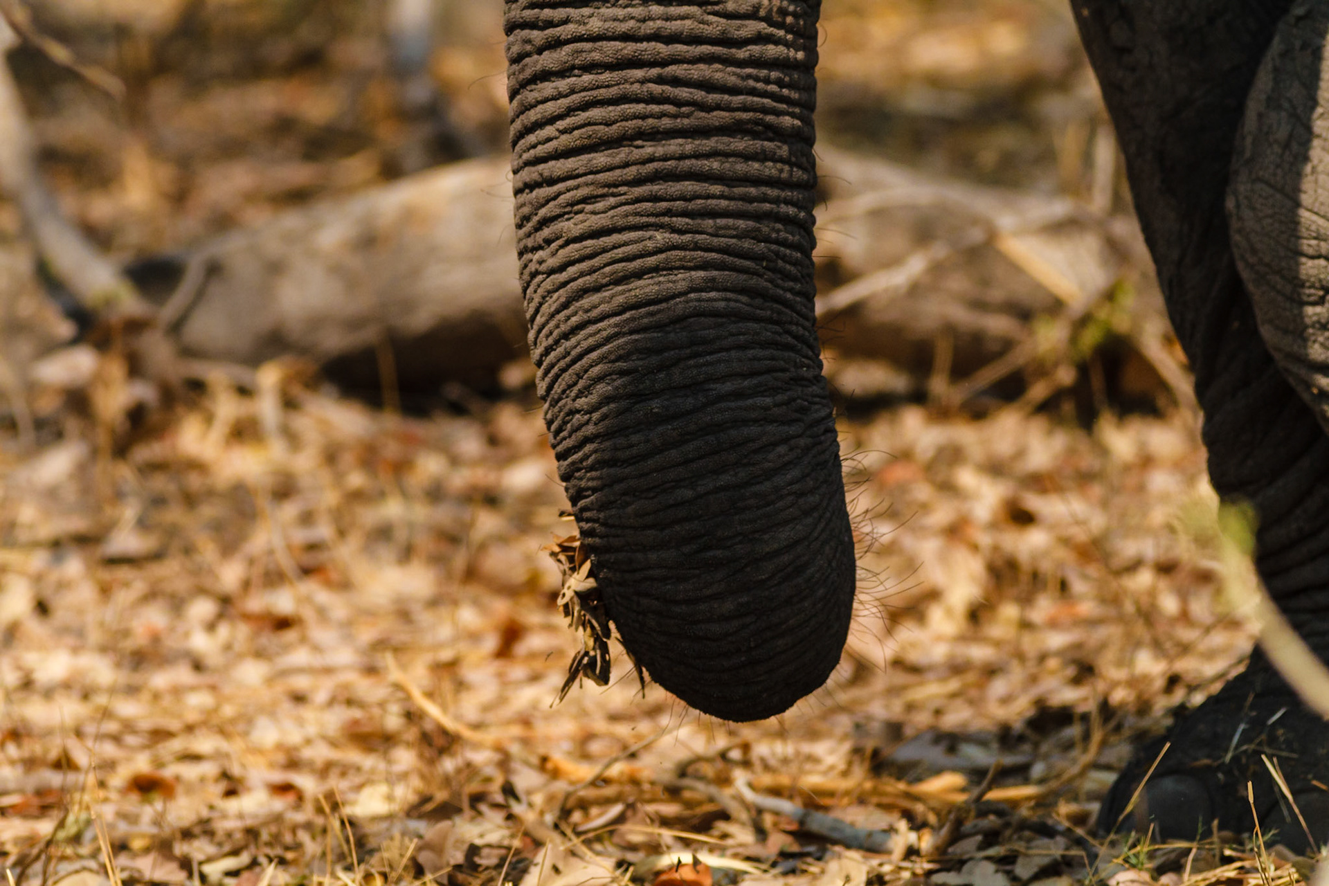 African Elephant detail