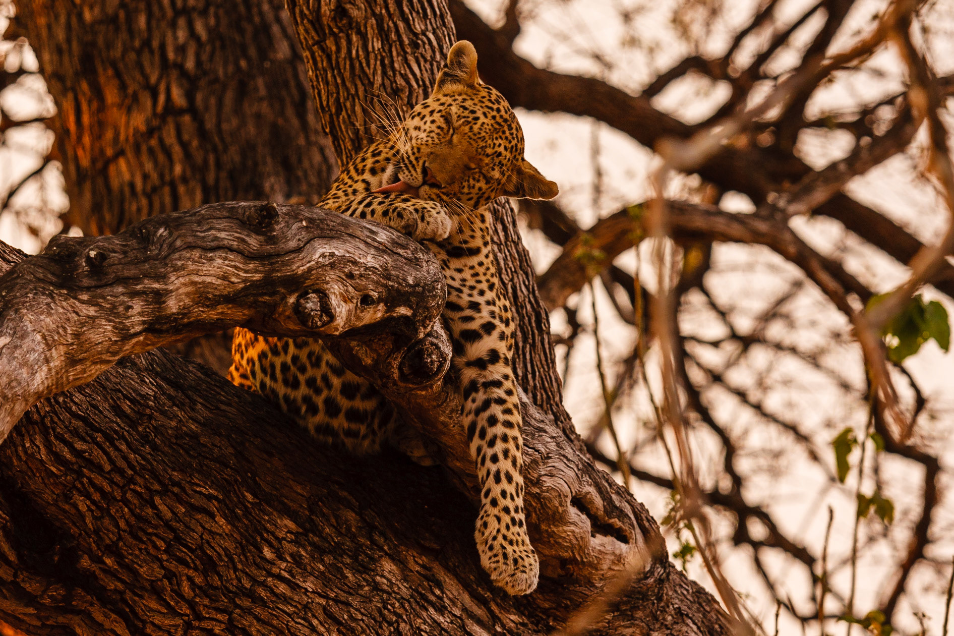 Leopard