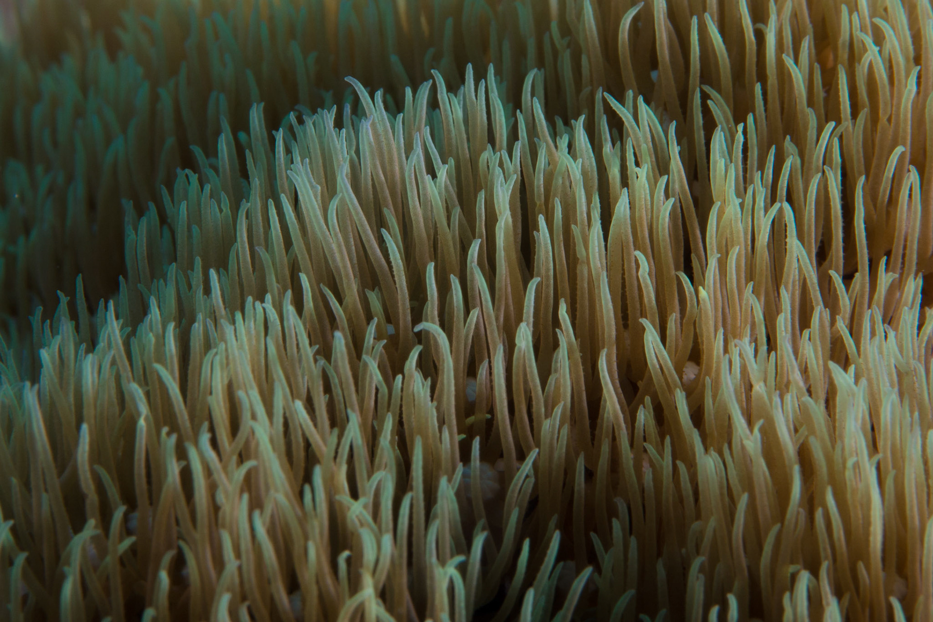 Soft Corals