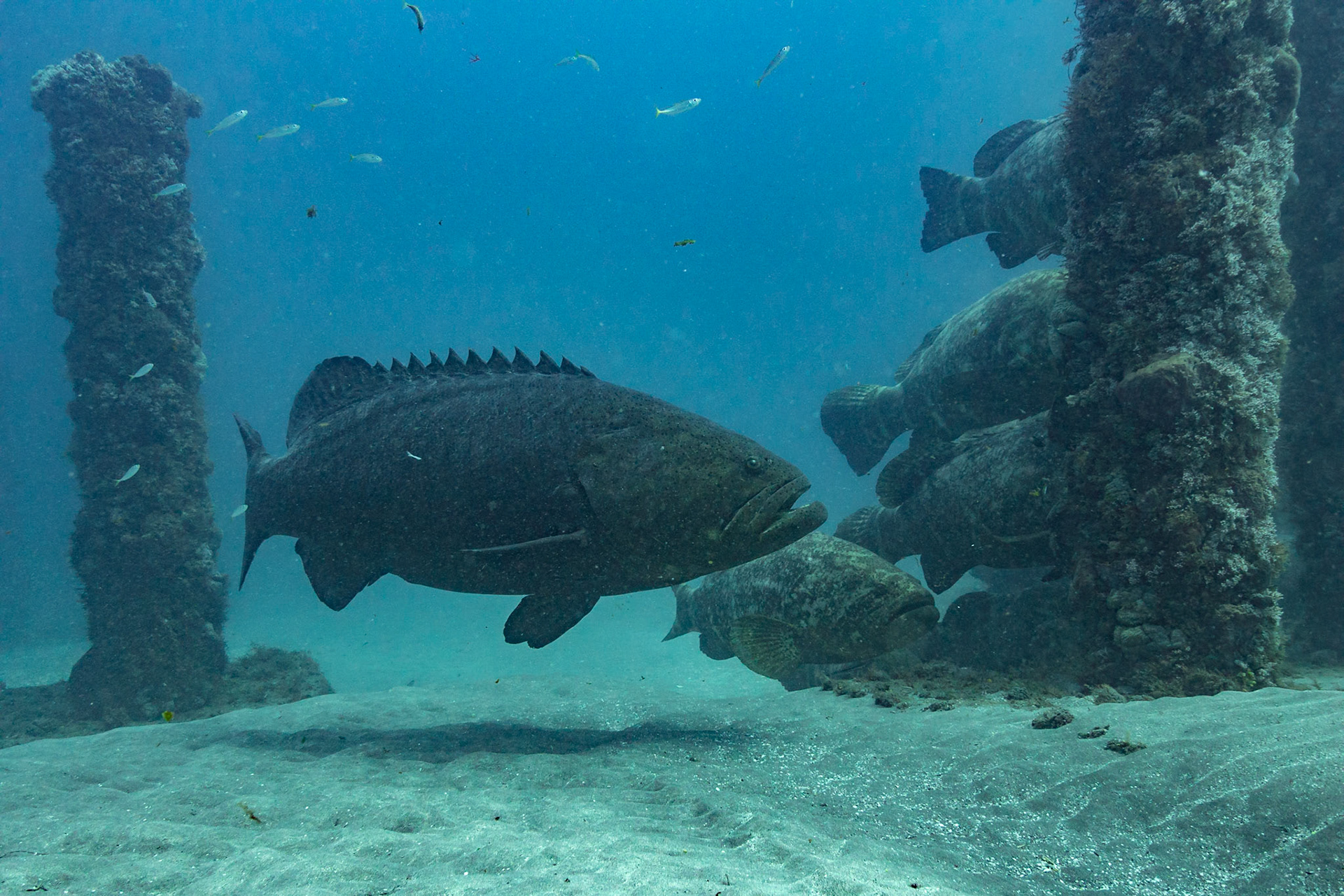 Goliath Grouper