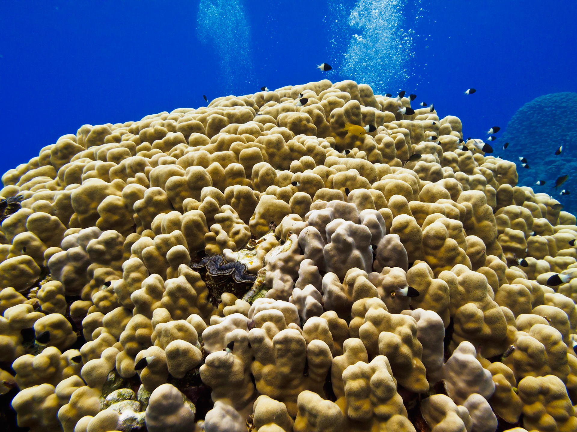 Half-and-Half Chromis