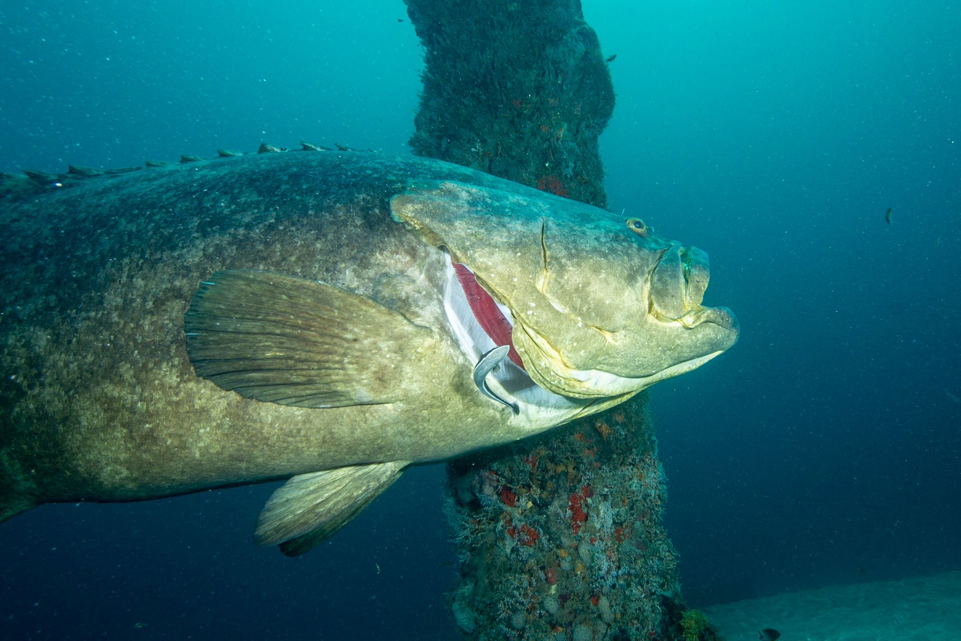 Goliath Grouper