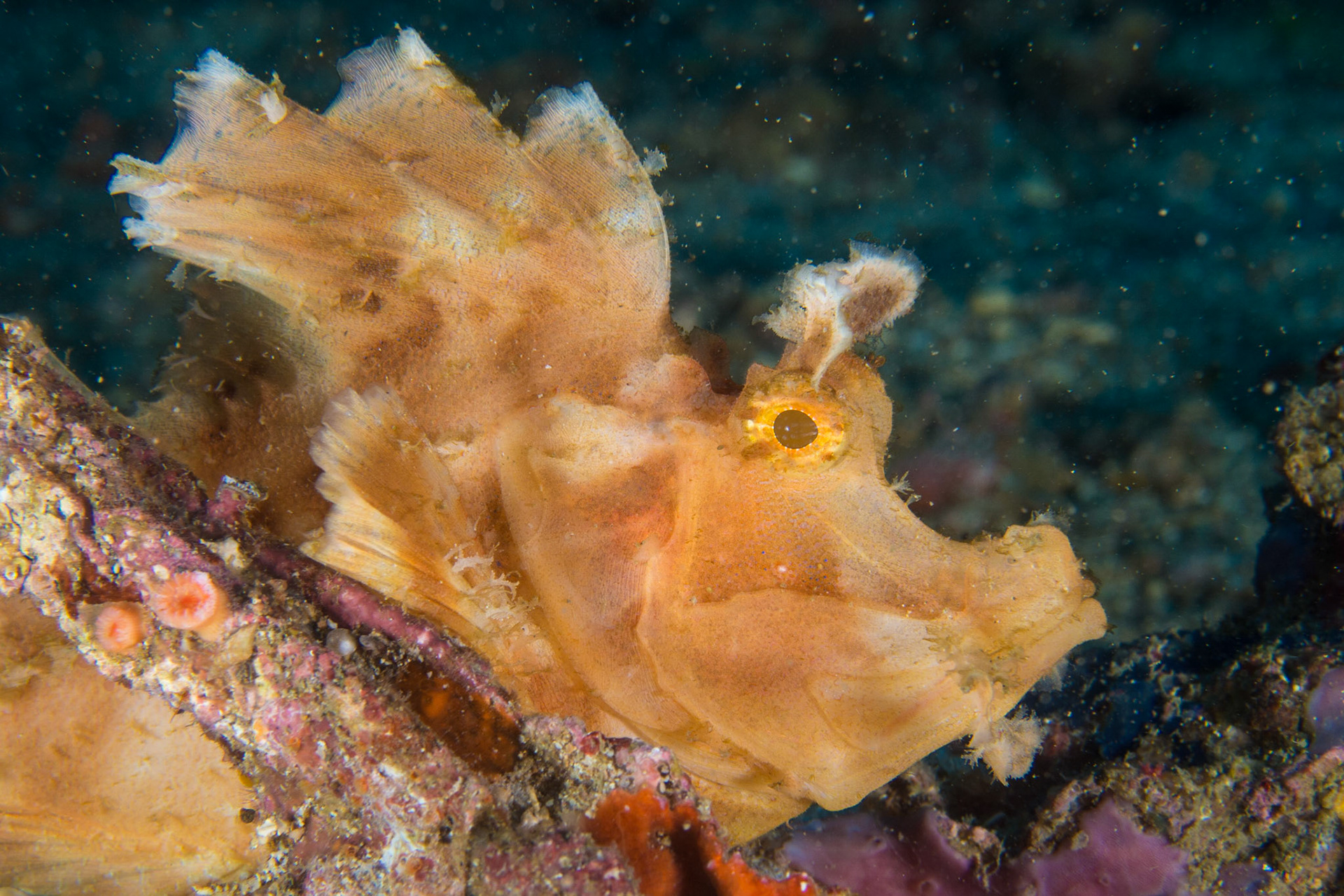 Paddle-flap Scorpionfish