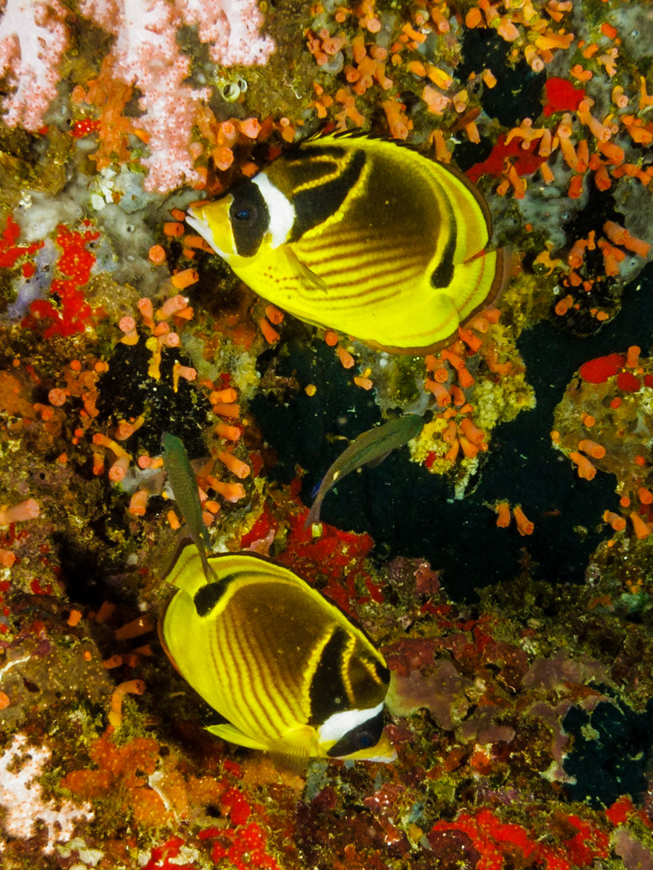 Raccoon Butterflyfish