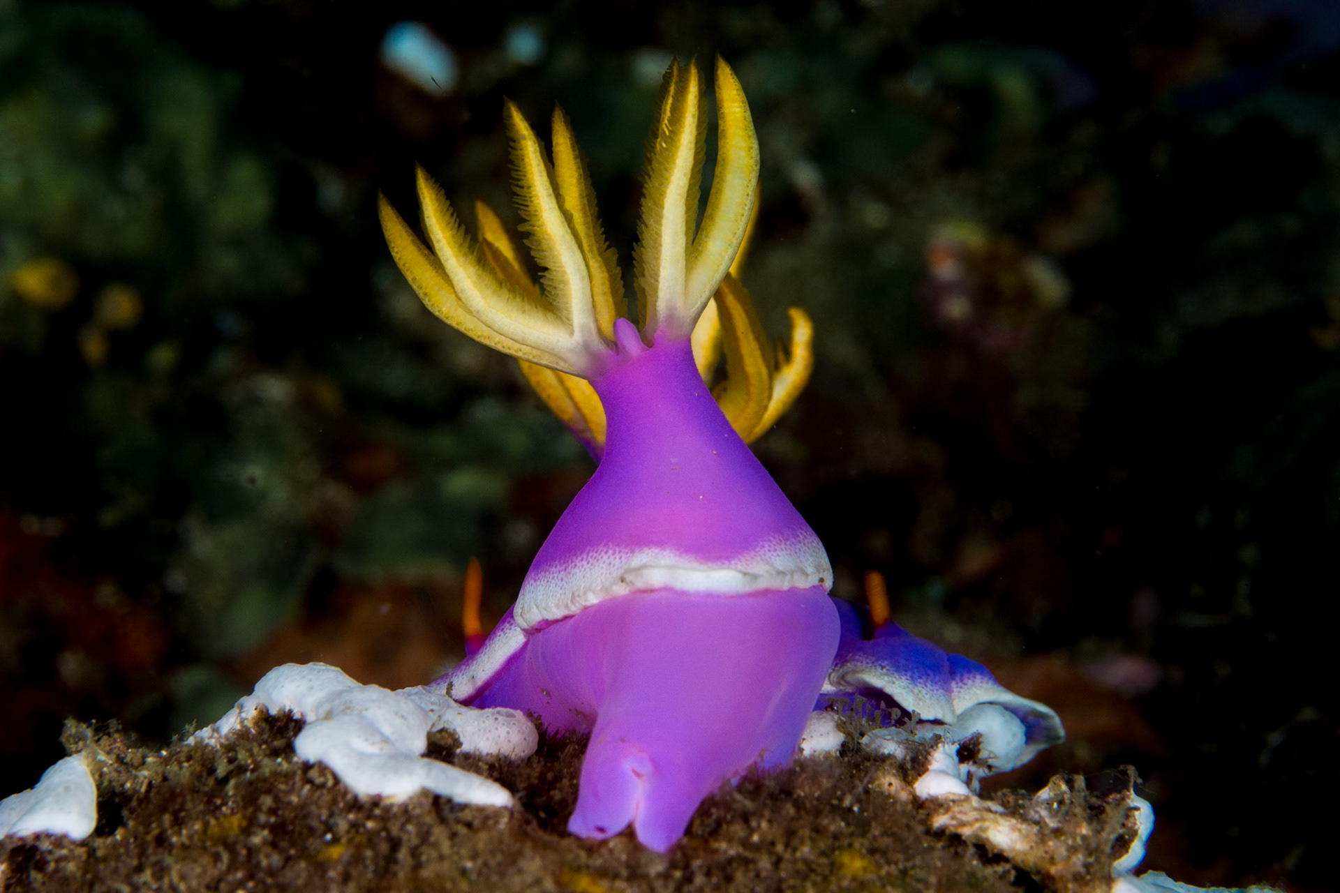 Hypselodoris apolegma