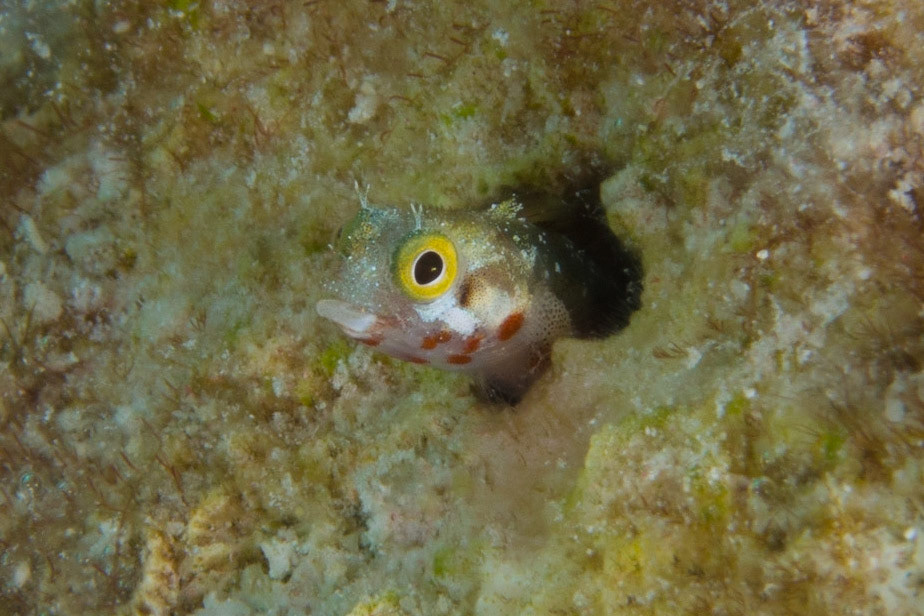 Secretary Blenny