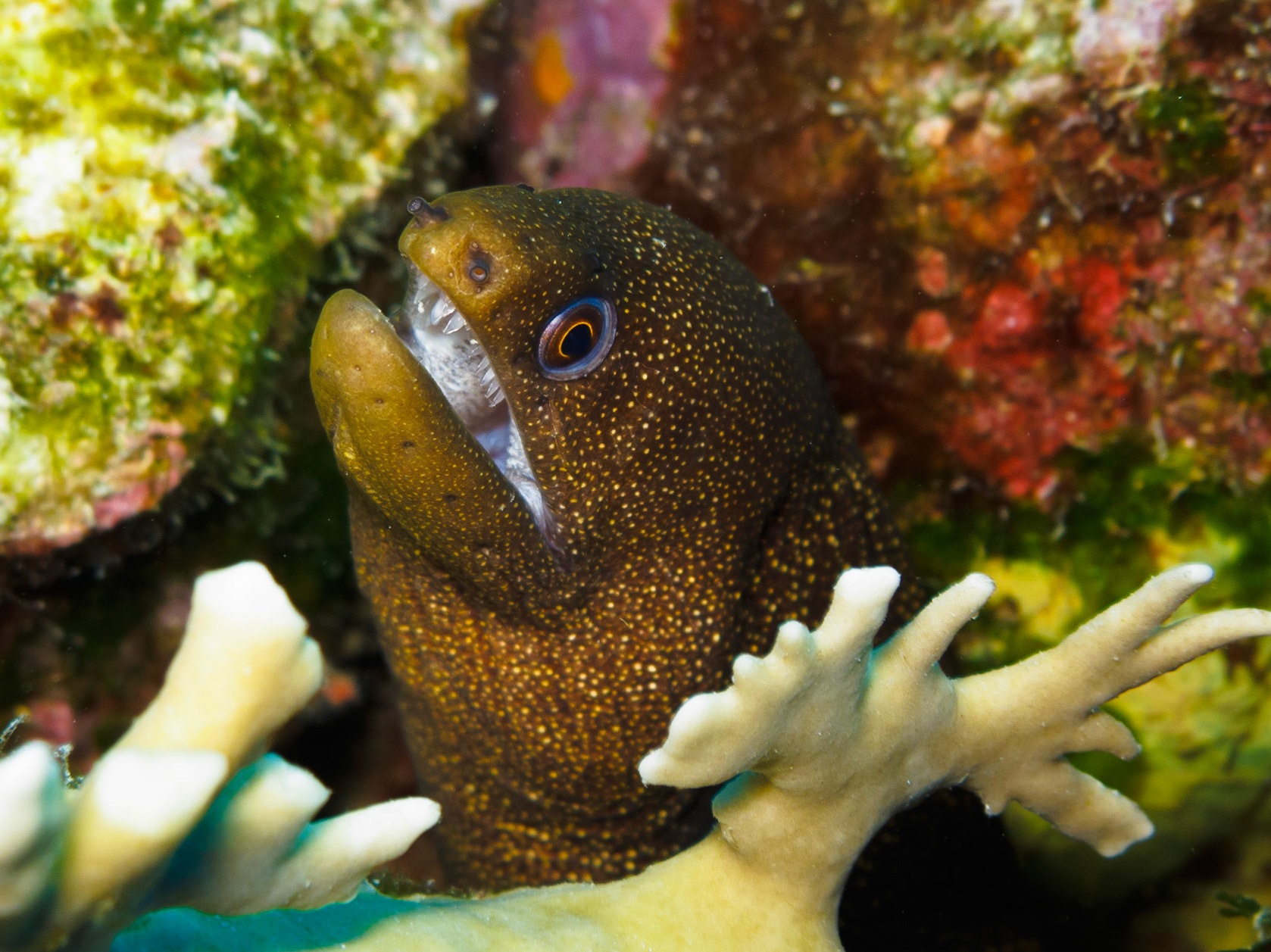 Goldentail Moray