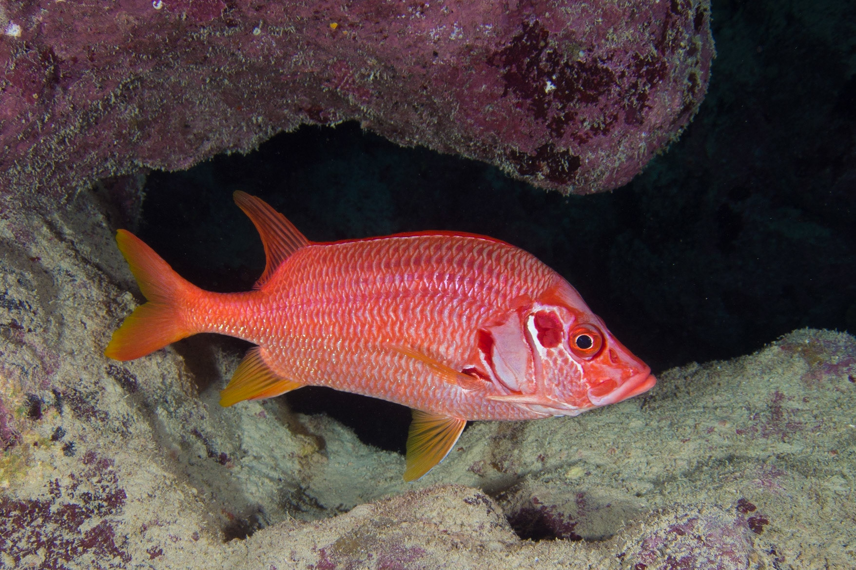 Sabre Squirrelfish