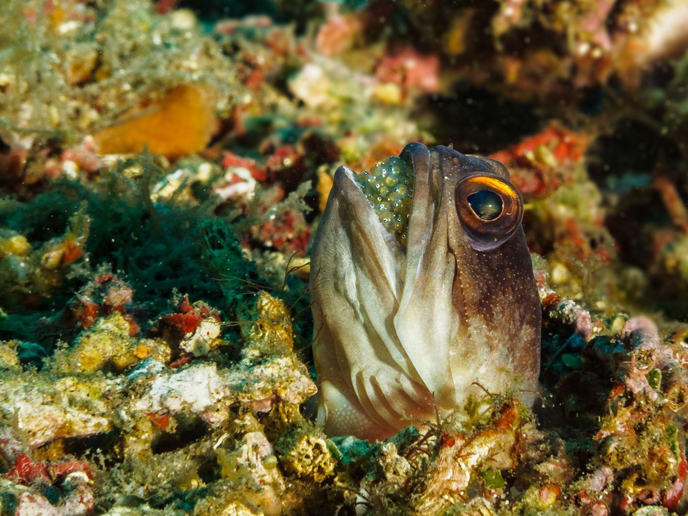 Yellowbarred Jawfish (male, with eggs)