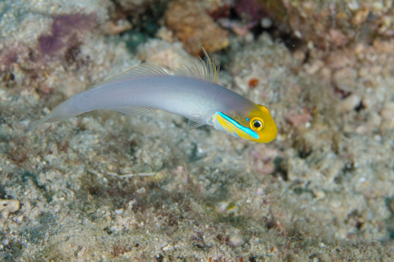 Bluestreak Goby