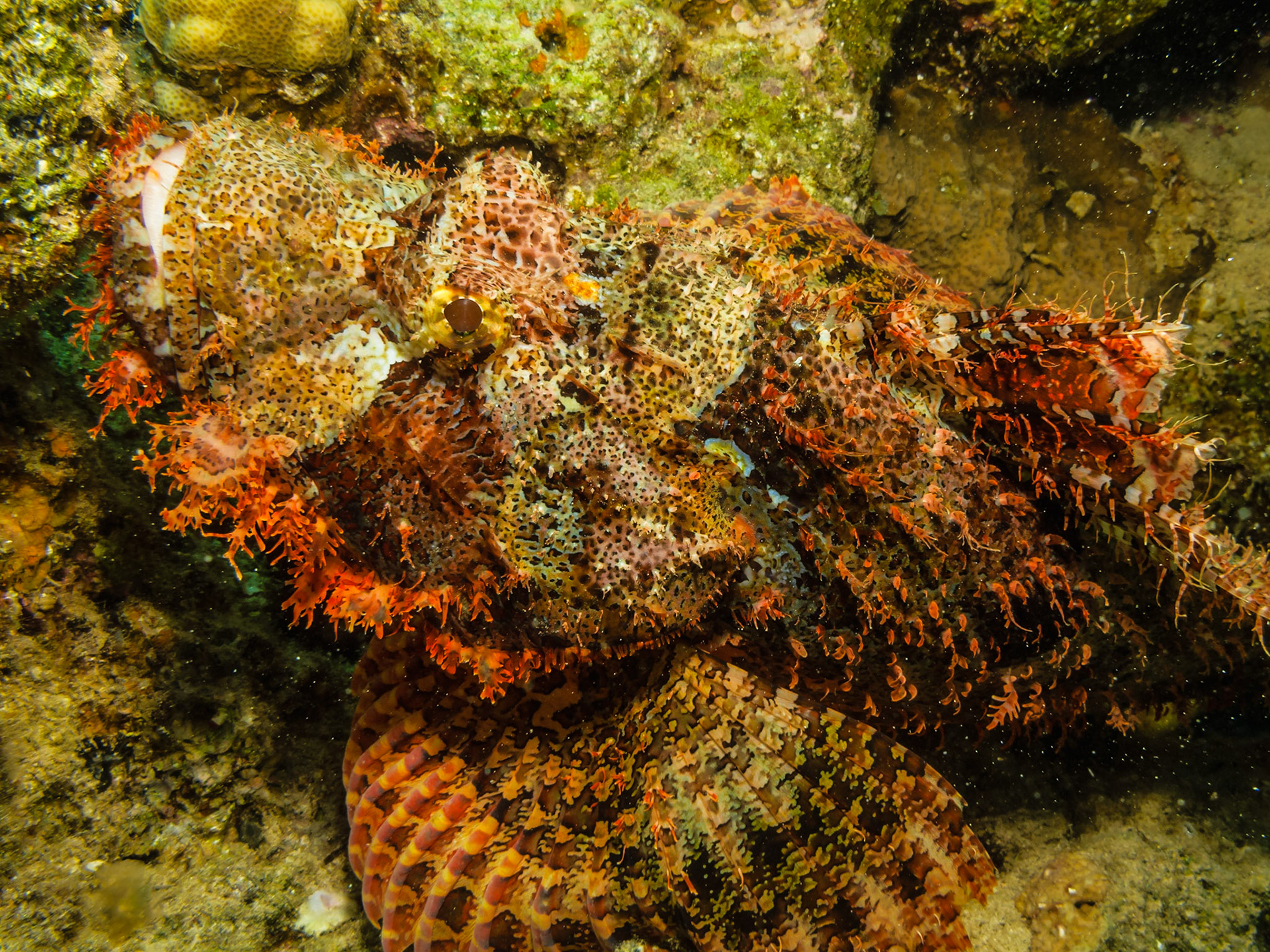 Smallscale Scorpionfish