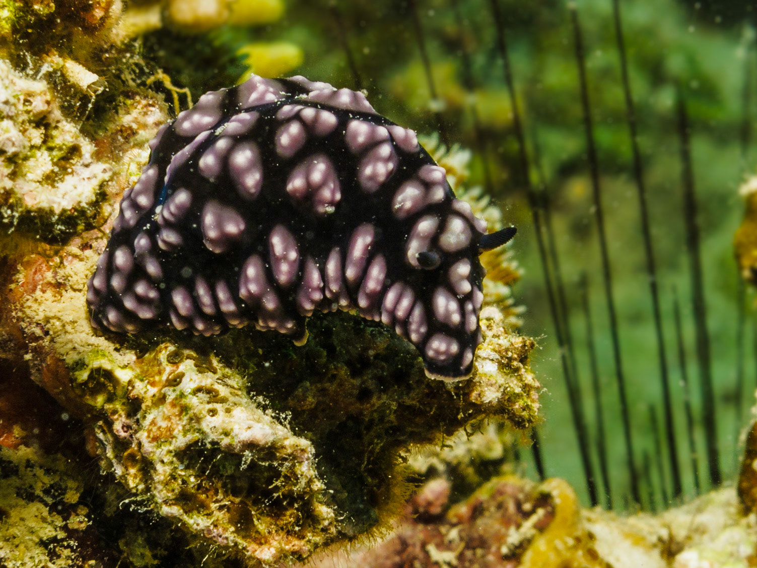Pustulose Wart Slug