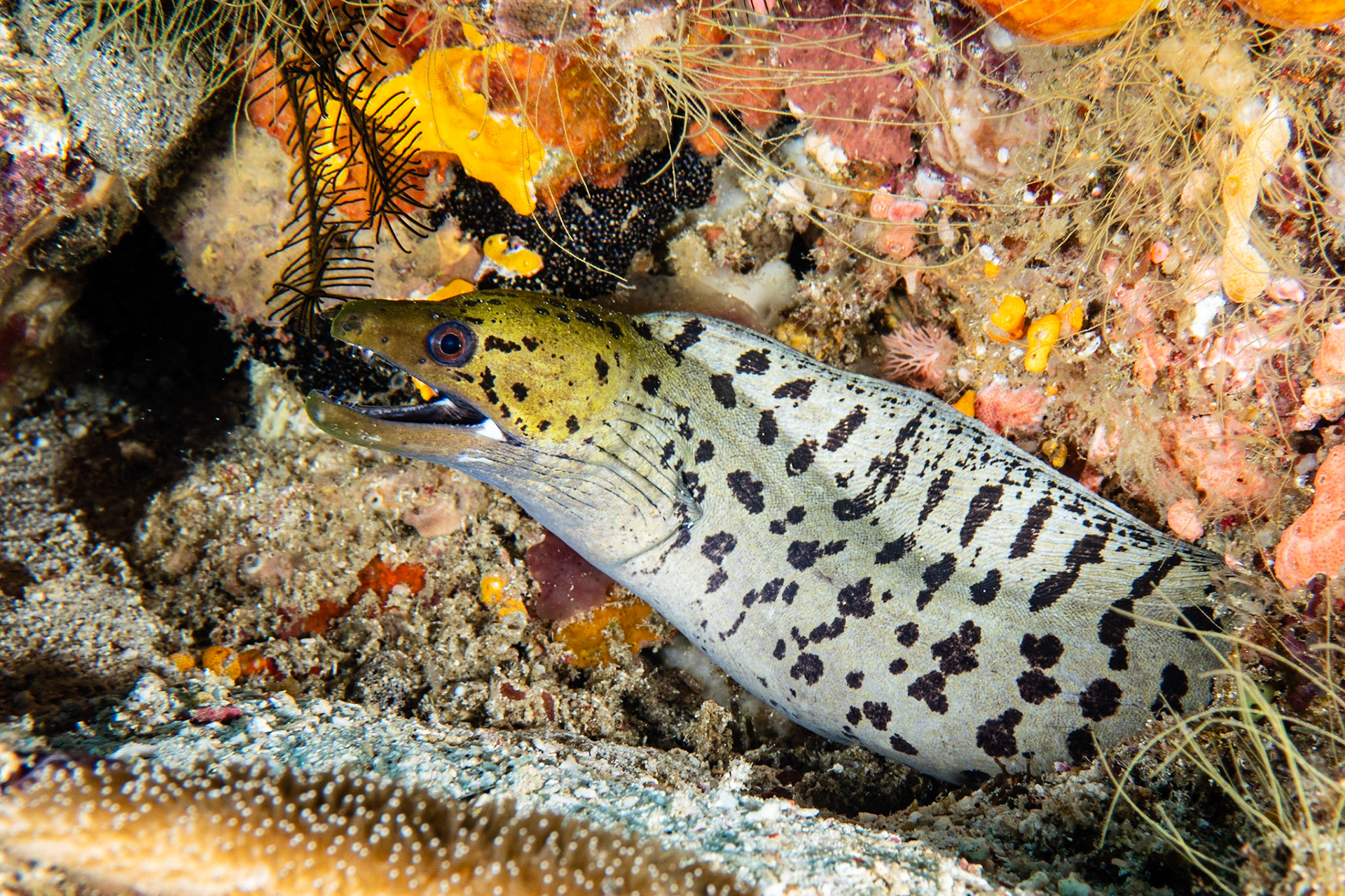 Fimbriated Moray