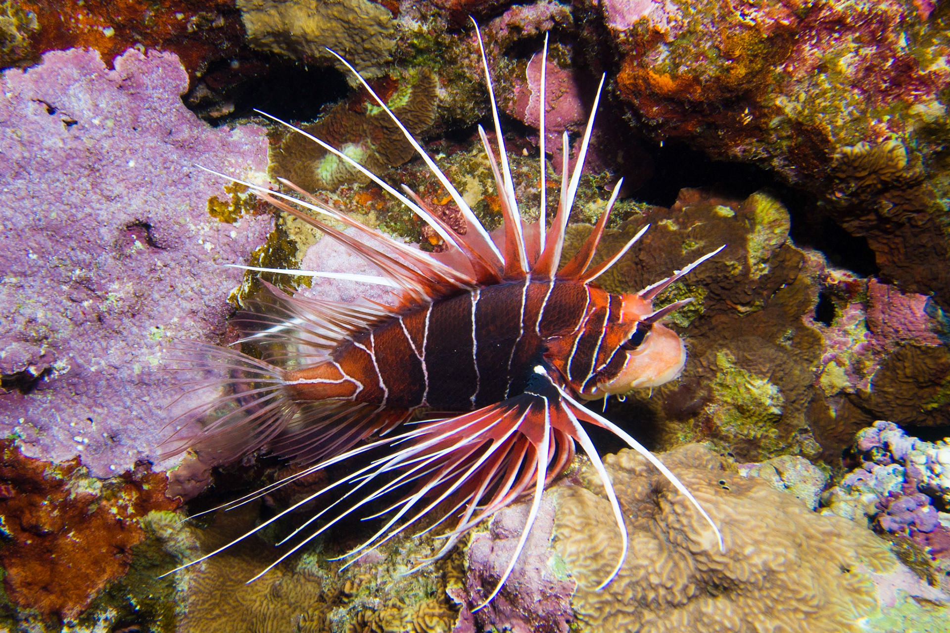 Clearfin Lionfish