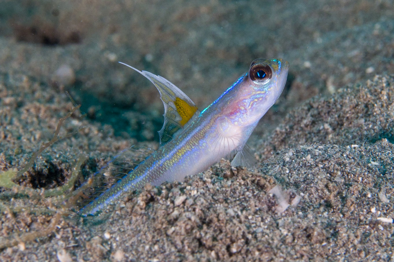 Majestic Shrimpgoby