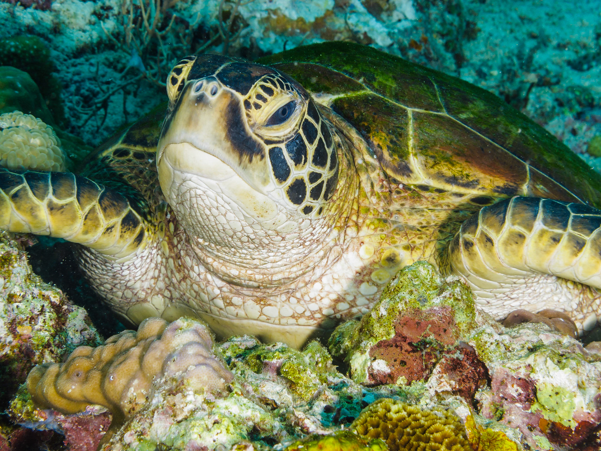 Green Turtle