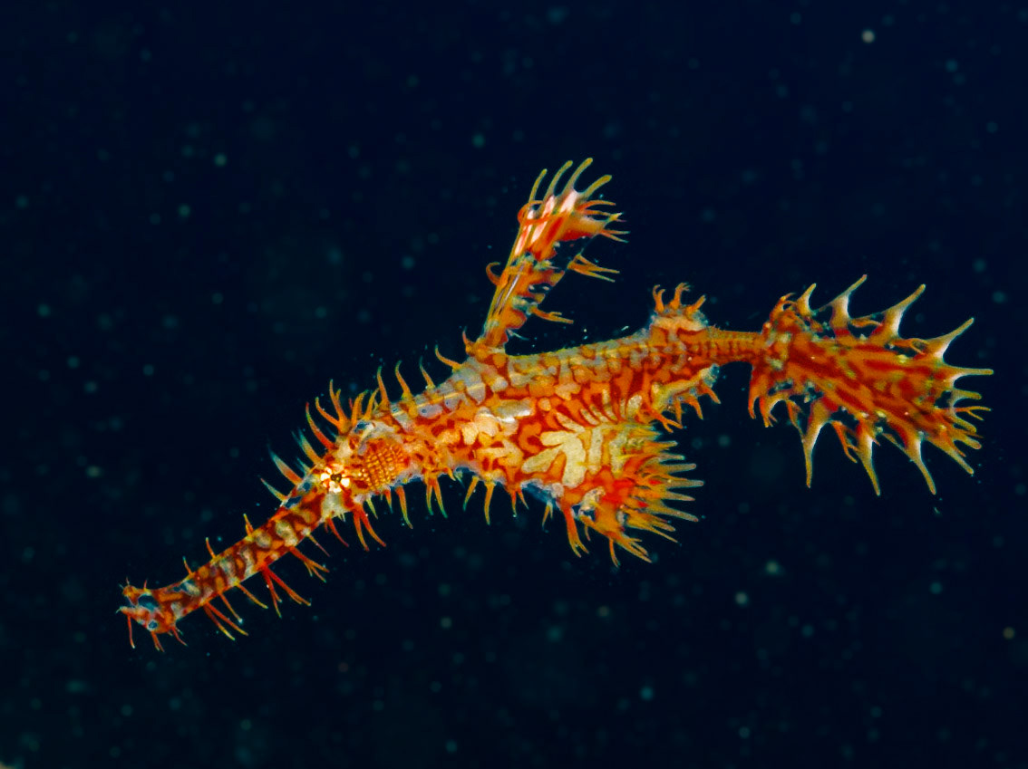 Ornate Ghost Pipefish