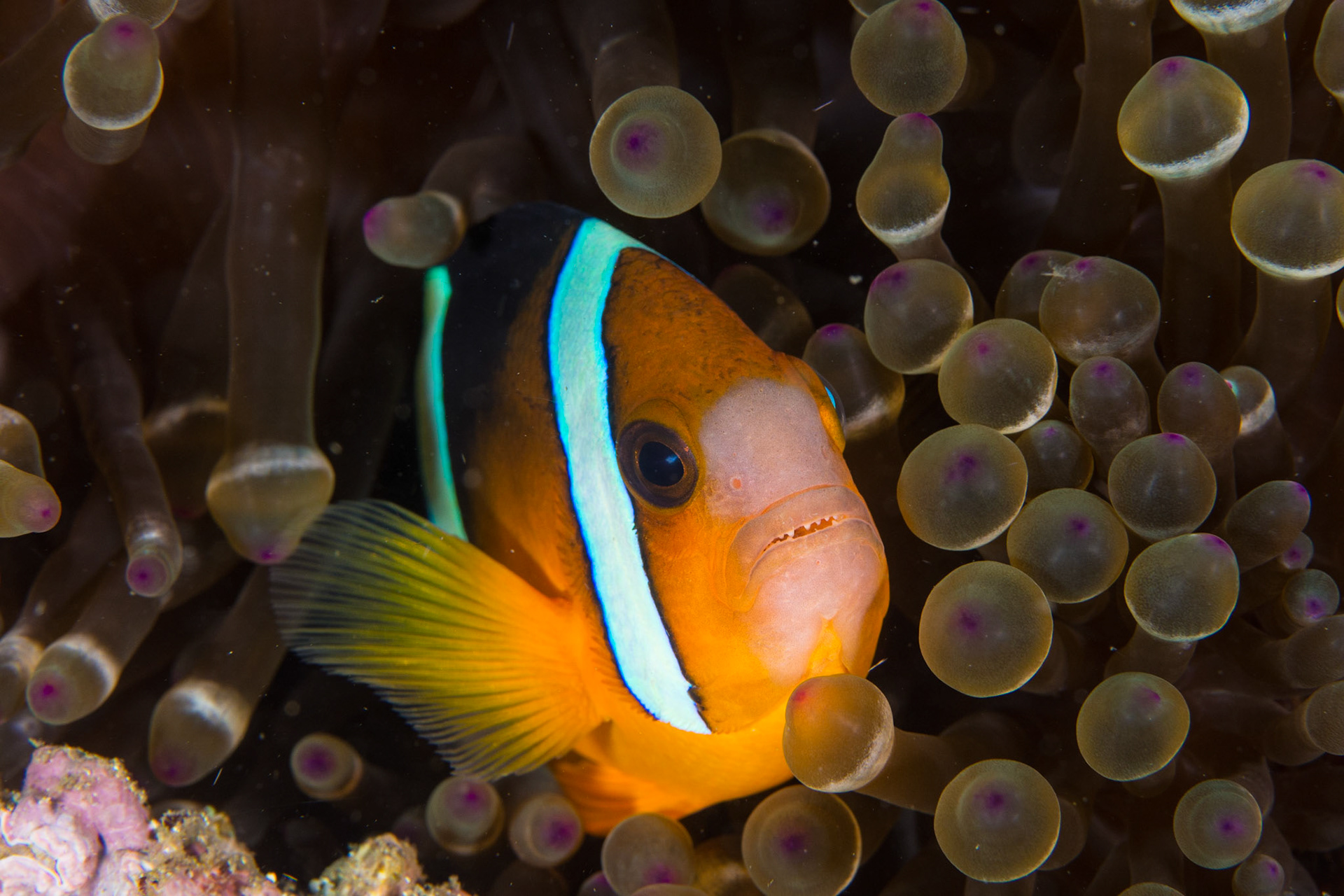 Clark's Anemonefish and Bubble Anemone