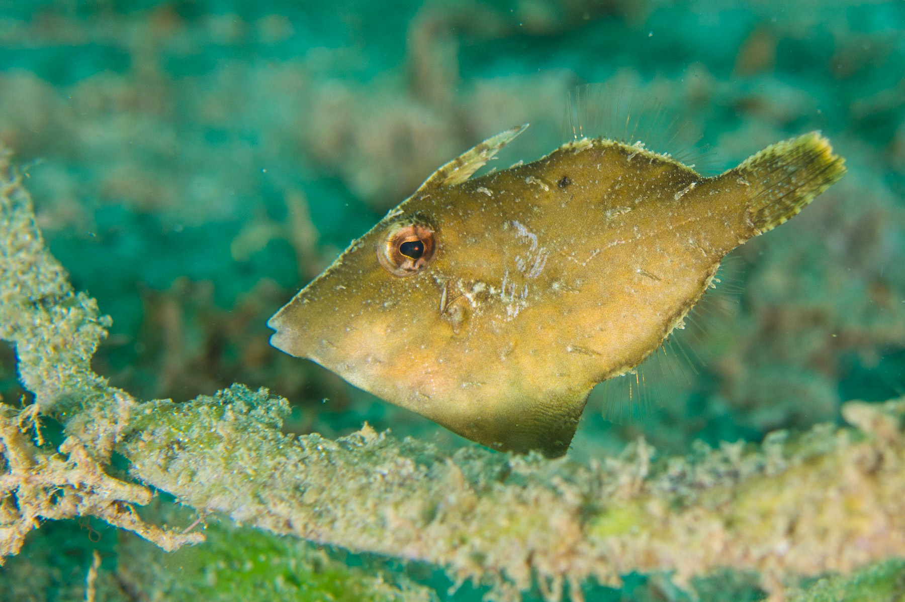 Bristle-tailed Filefish