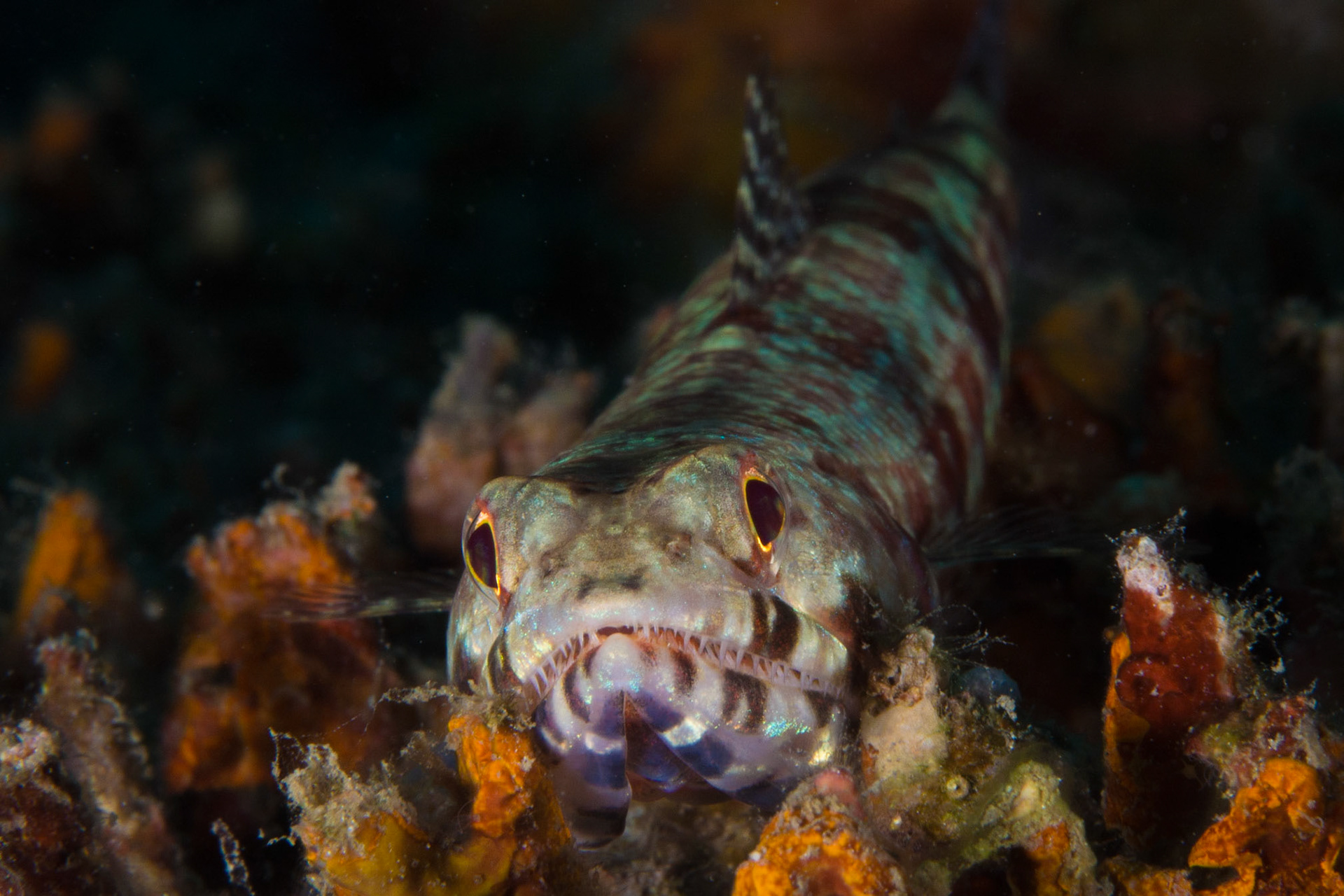 Twospot Lizardfish