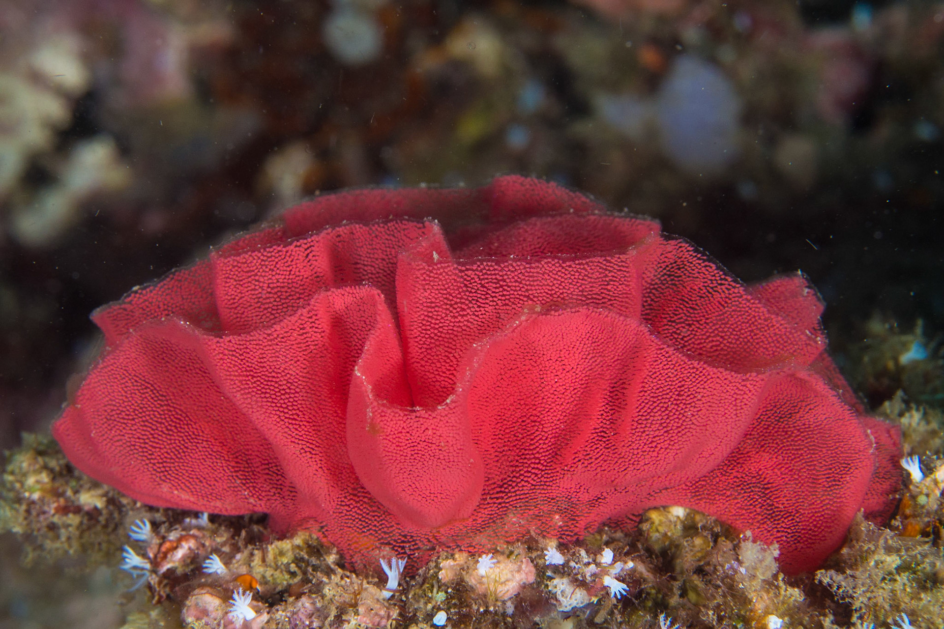 Hexabranchus sanguineus