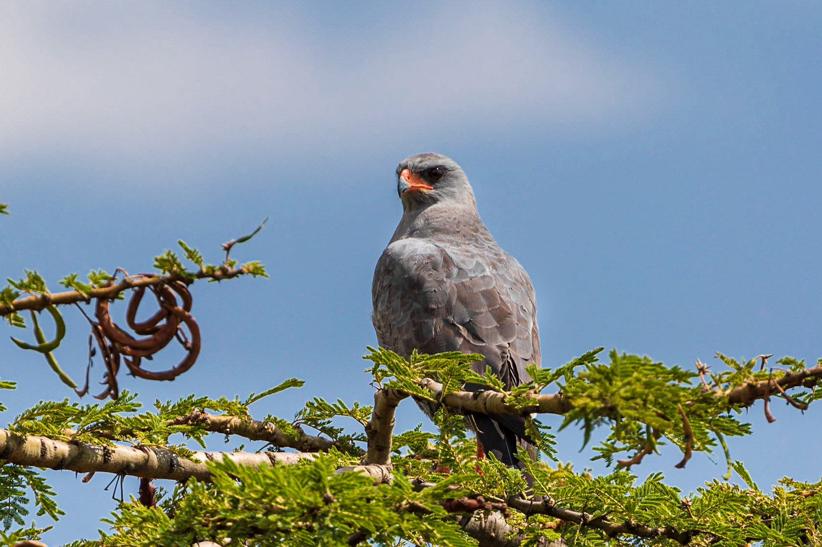 Dark Chanting-Goshawk