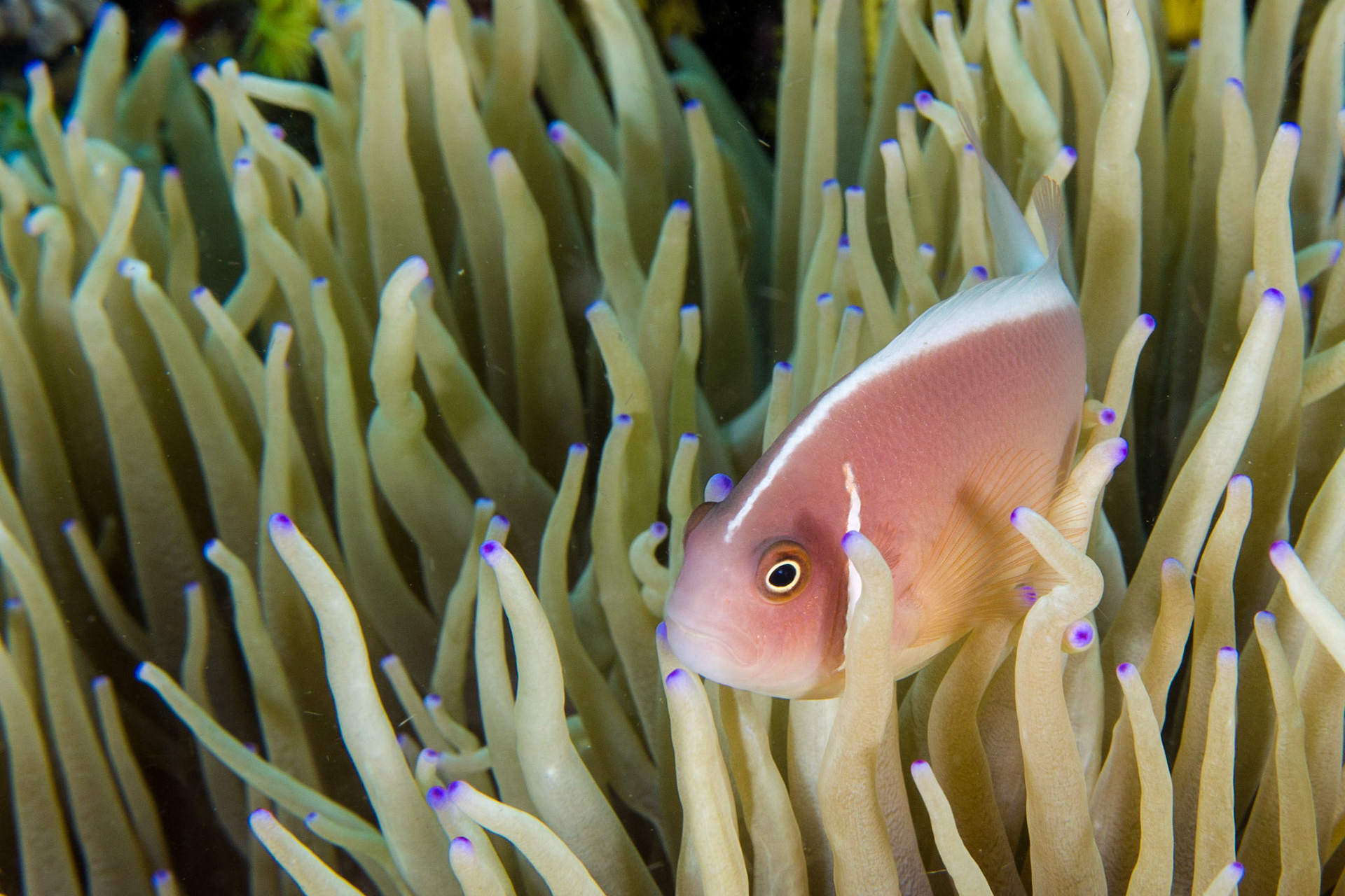 Pink Anemonefish and Magnificent Anemone