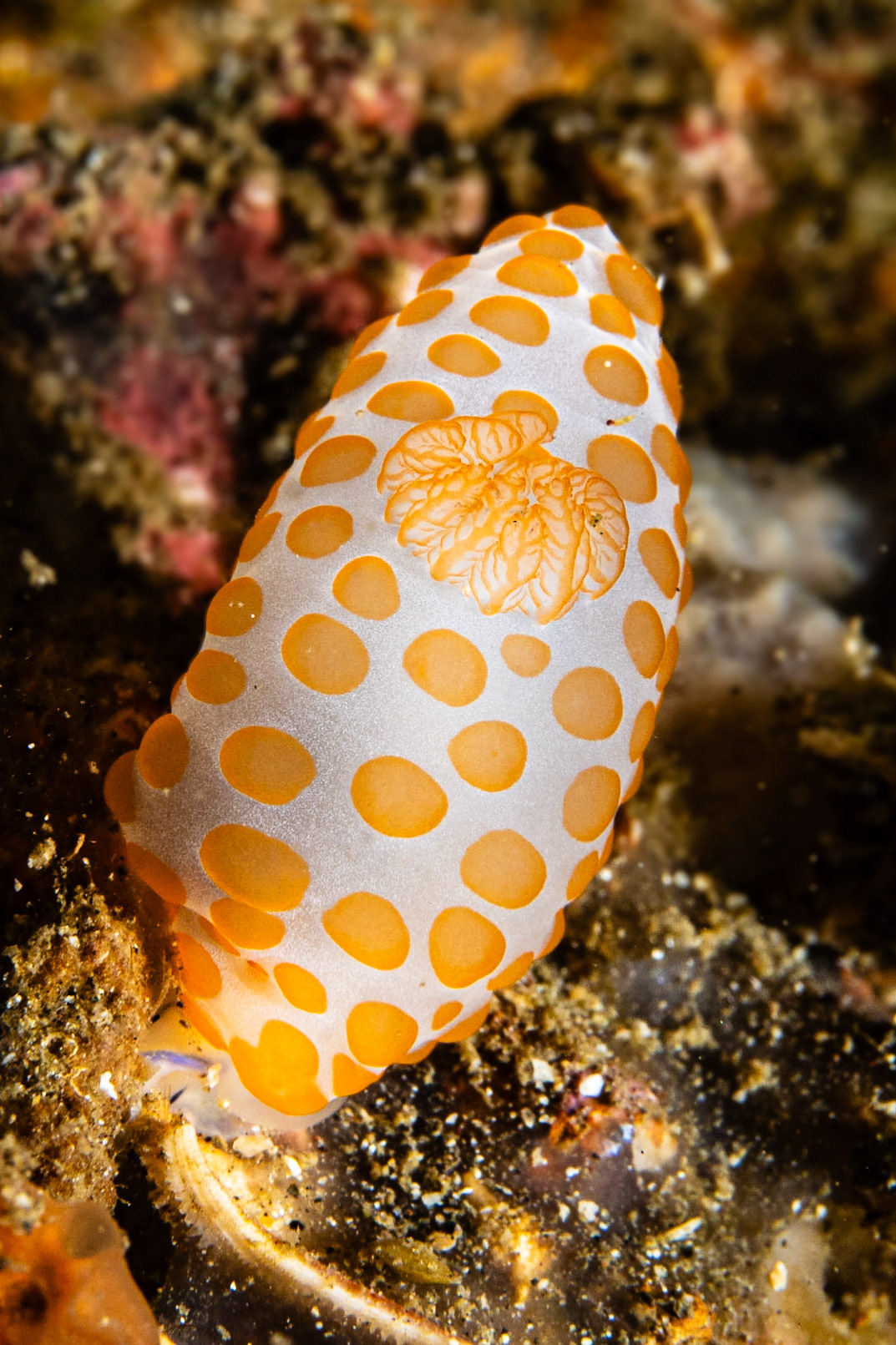 Gymnodoris rubropapulosa