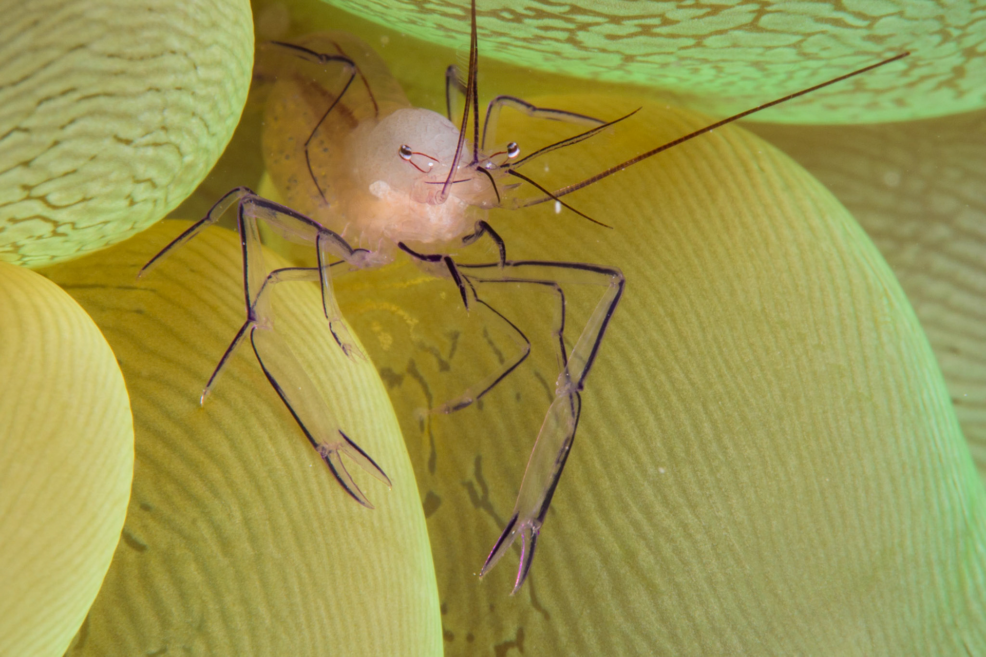 Bubble Coral Shrimp and Bubble Coral