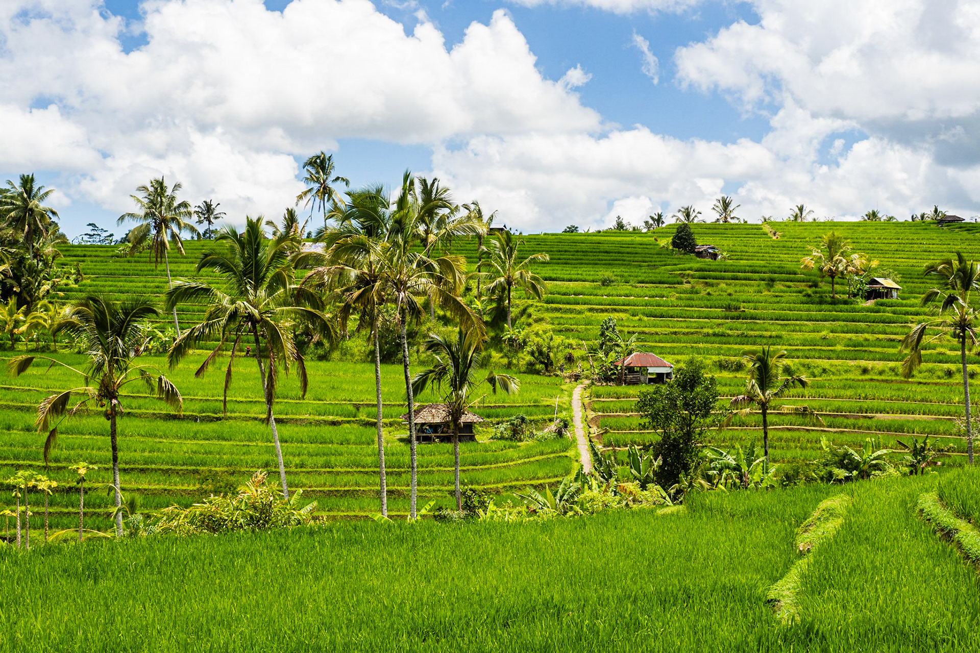 Jatiluwih rice terraces