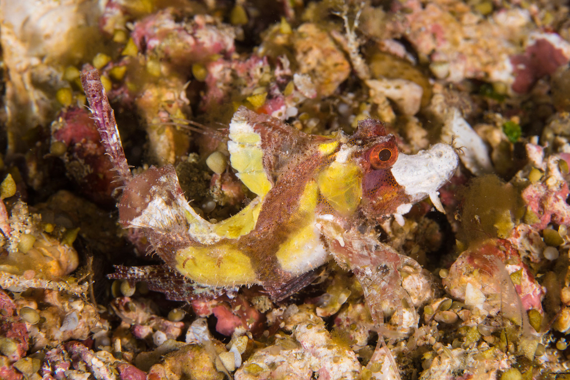 Weedy Scorpionfish