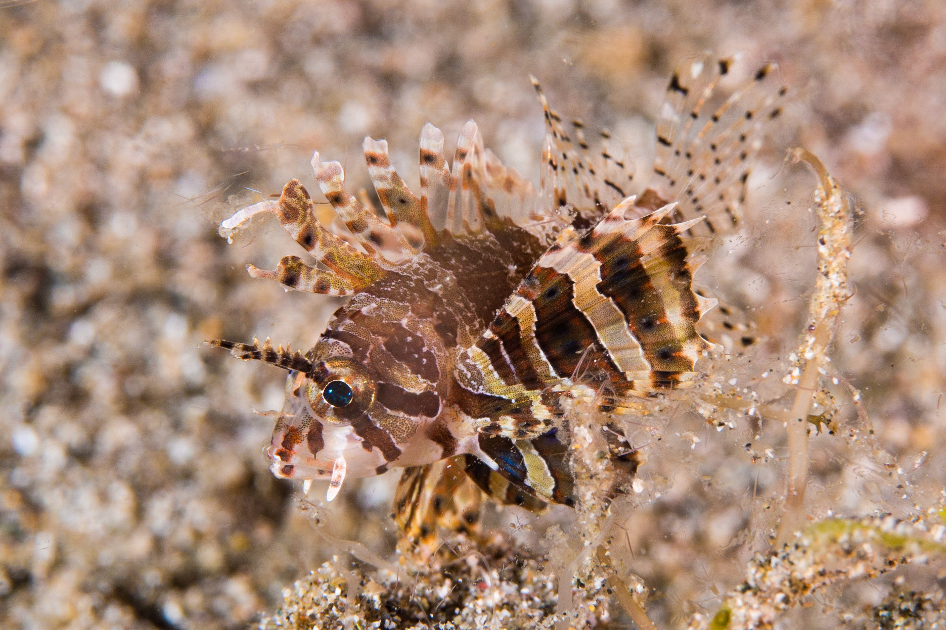 Red Lionfish
