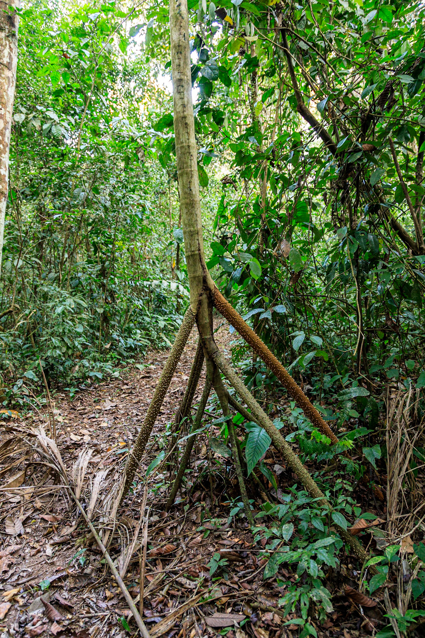 Rainforest near Hacienda Tambopata Lodge