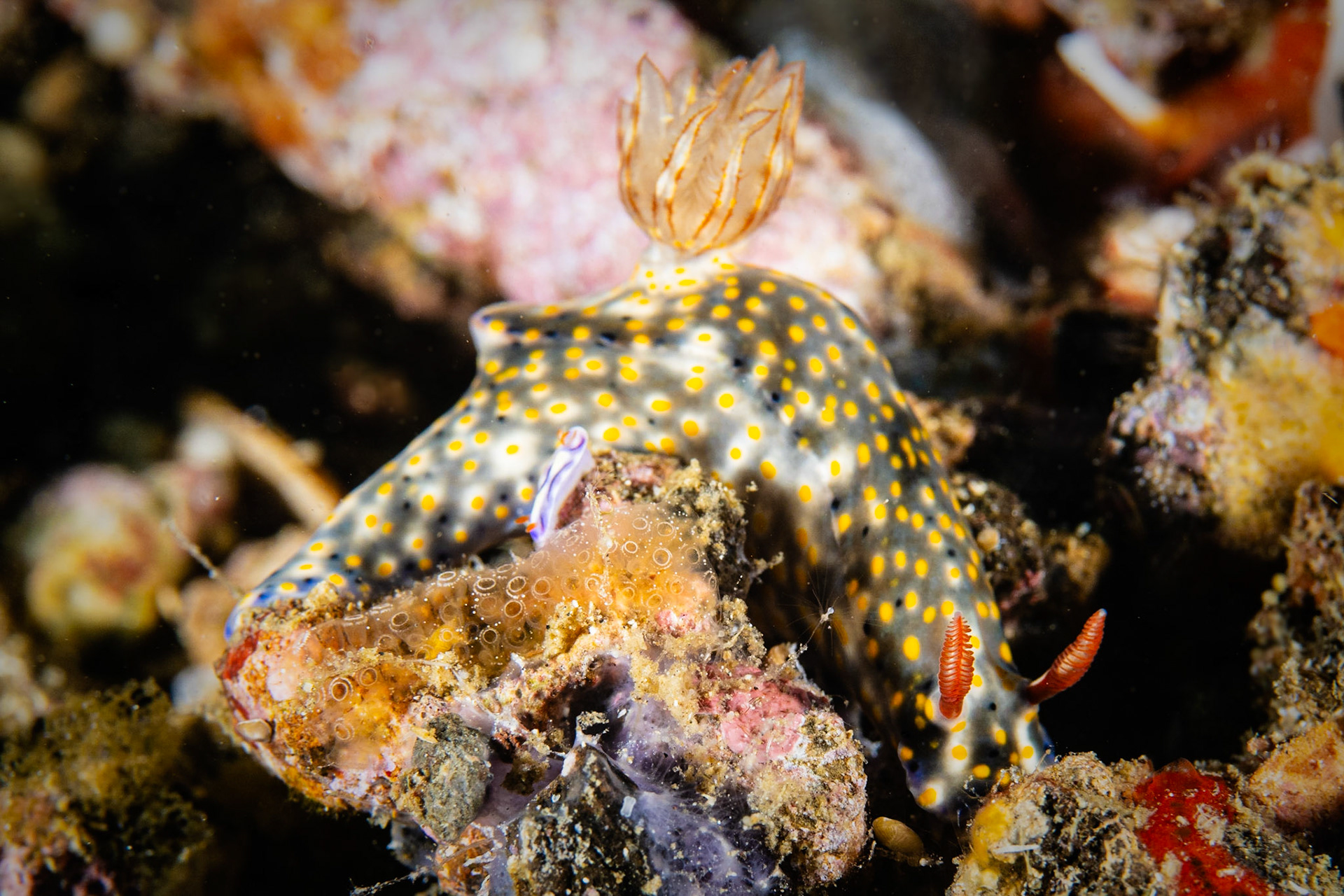 Hypselodoris infucata with small Hypselodoris zephyra in foreground