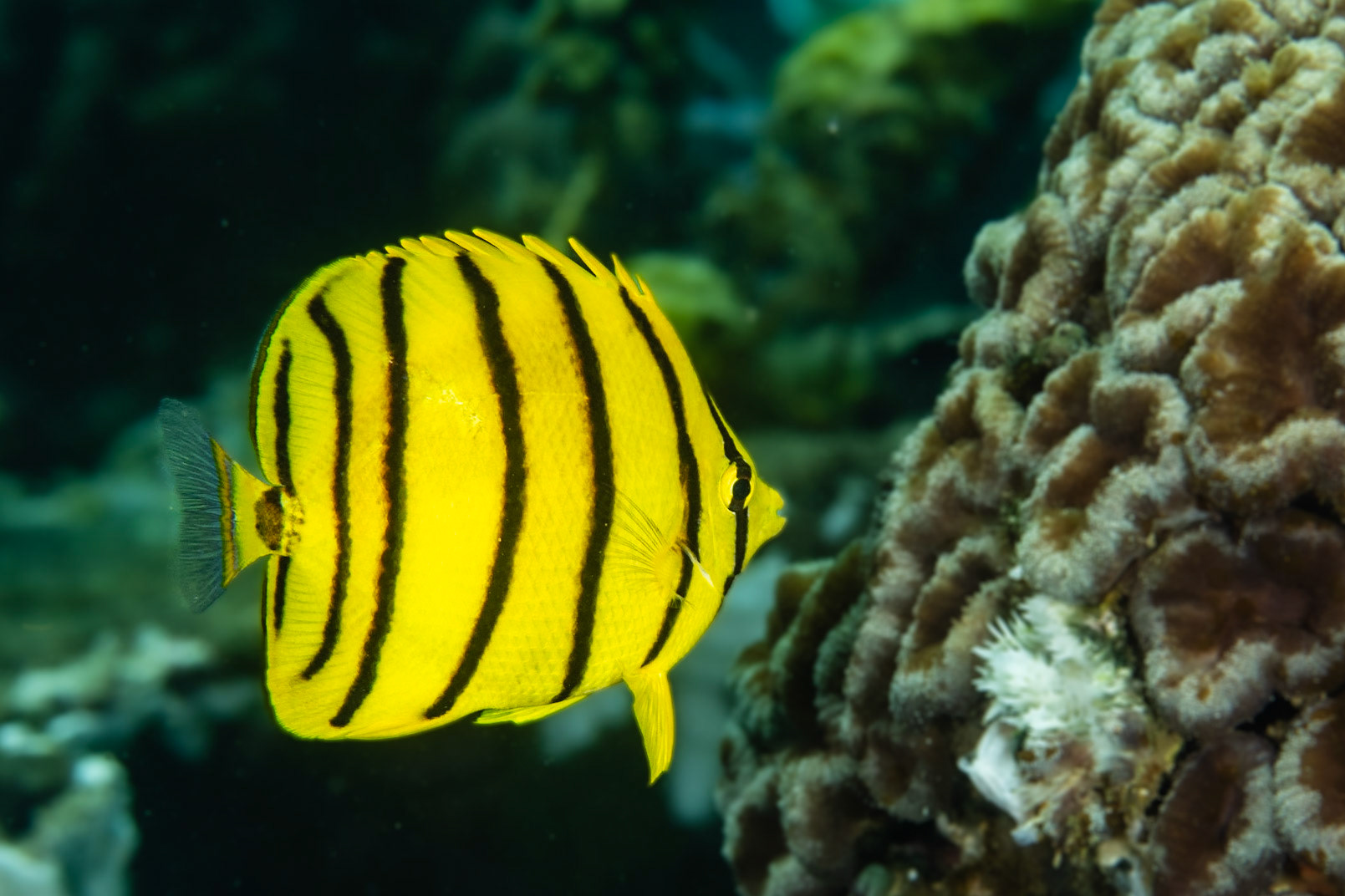 Eight-banded Butterflyfish