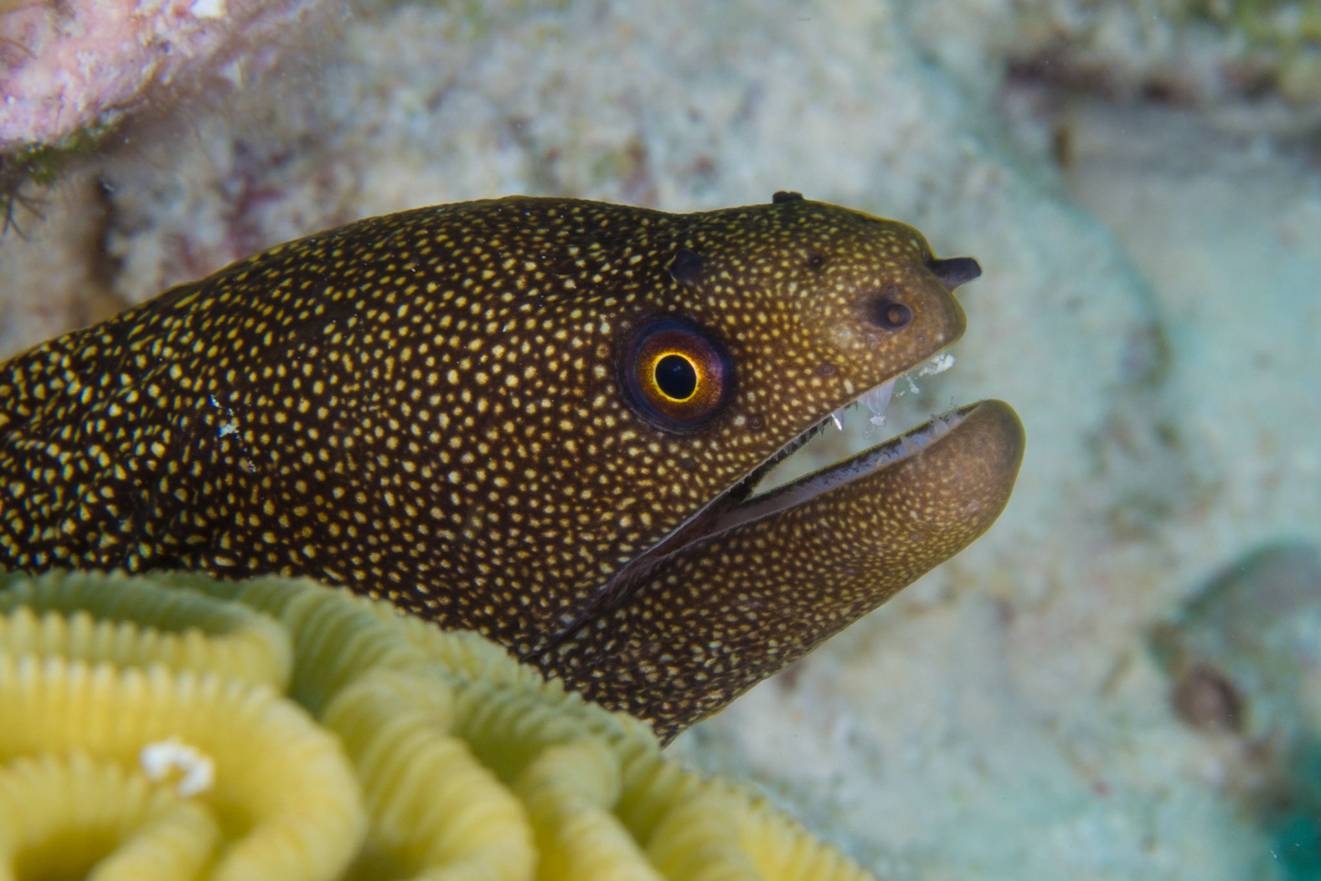 Goldentail Moray